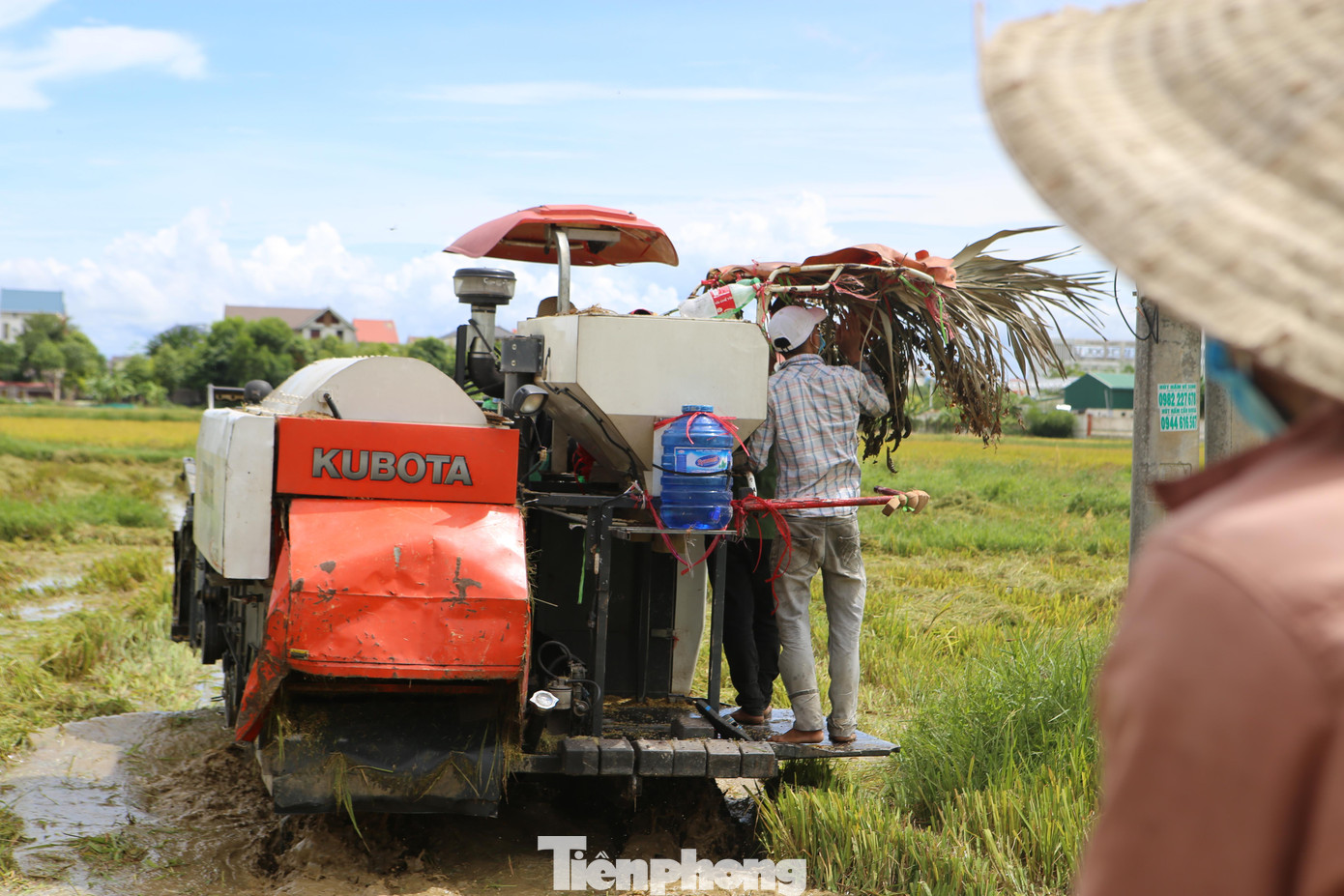 Từ trưa 8/9 tại một số địa phương ở Hà Tĩnh trời hửng nắng, người dân hối hả ra đồng để thu hoạch lúa.