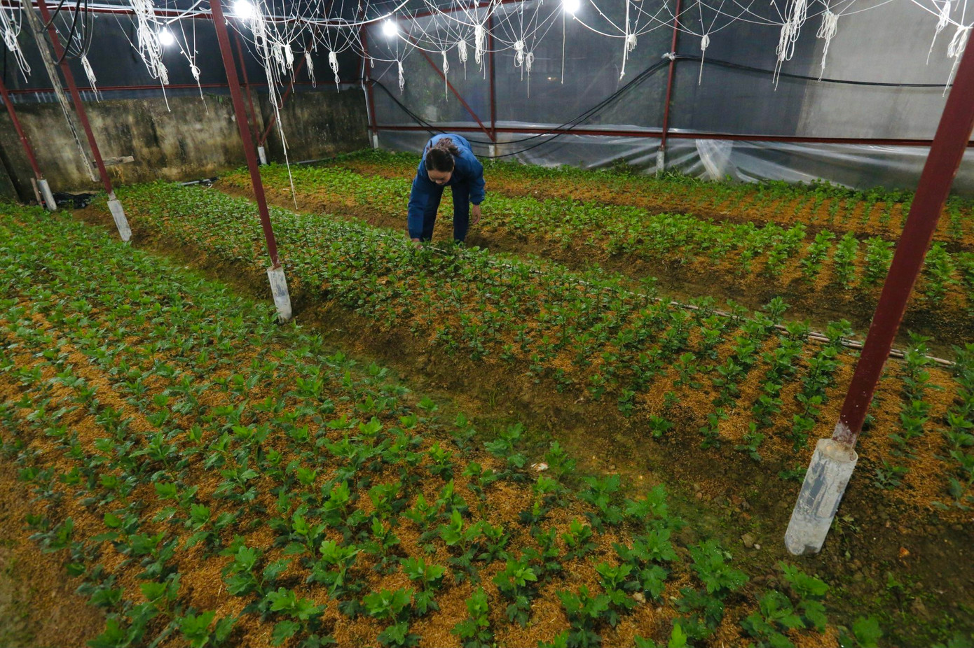 Xã Lưu Vĩnh Sơn, huyện Thạch Hà là địa phương nổi tiếng về nghề trồng hoa, cây cảnh. Từ mảnh đất cằn cỗi, nông dân đã mạnh dạn áp dụng các kỹ thuật chăm sóc, cải tạo đất, biến khu vực này thành vựa hoa lớn nhất tỉnh. Để phục vụ thị trường Tết năm nay, toàn xã có hơn 50 hộ xuống giống với diện tích khoảng 4ha, tập trung chủ yếu tại thôn Xuân Sơn.