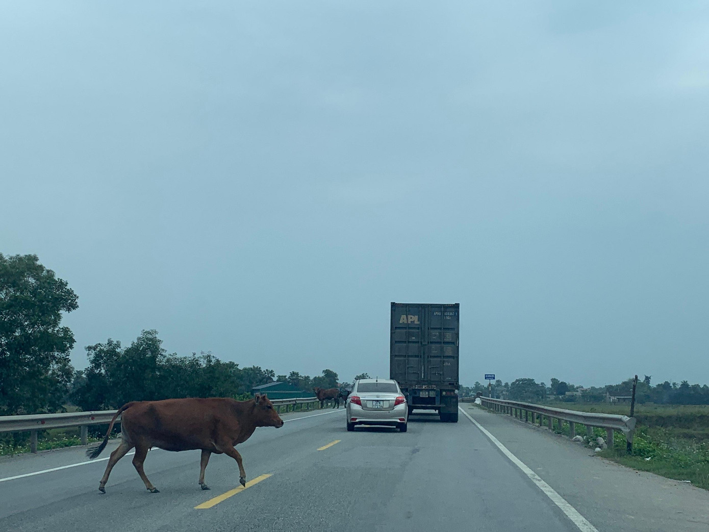 Theo như người dân đây là thời điểm các cánh đồng đang bỏ hoang để chuẩn bị cho vụ Đông Xuân nên nhiều người thả trâu, bò ra cho ăn. Vì không thể giám sát thường xuyên nên đàn bò tự ý lên đường.