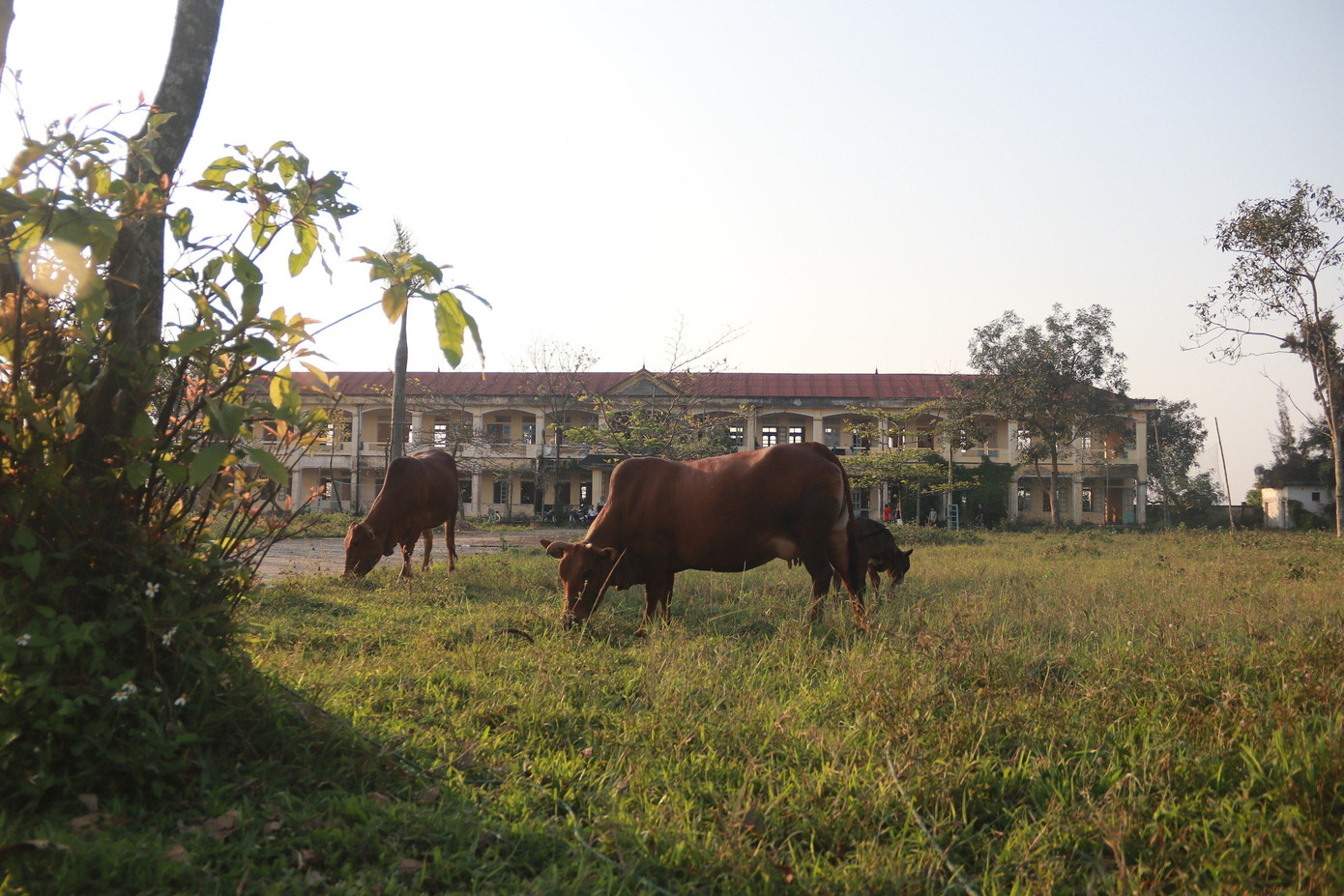 Sau khi sáp nhập với Trường THCS Đại Nài (phường Đại Nài, TP.Hà Tĩnh), trường THCS Thạch Bình (xã Thạch Bình, TP.Hà Tĩnh) cũng thành nơi chăn thả trâu bò.