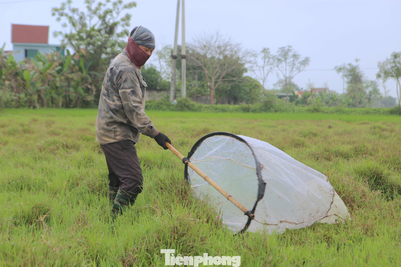 Anh Vượng làm nghề săn cào cào nhiều năm nay. Đây được xem là thu nhập chính của gia đình. Anh Vượng tay cầm vợt, quay trái, phải rất điêu luyện đi khắp các cánh đồng để bắt cào cào.