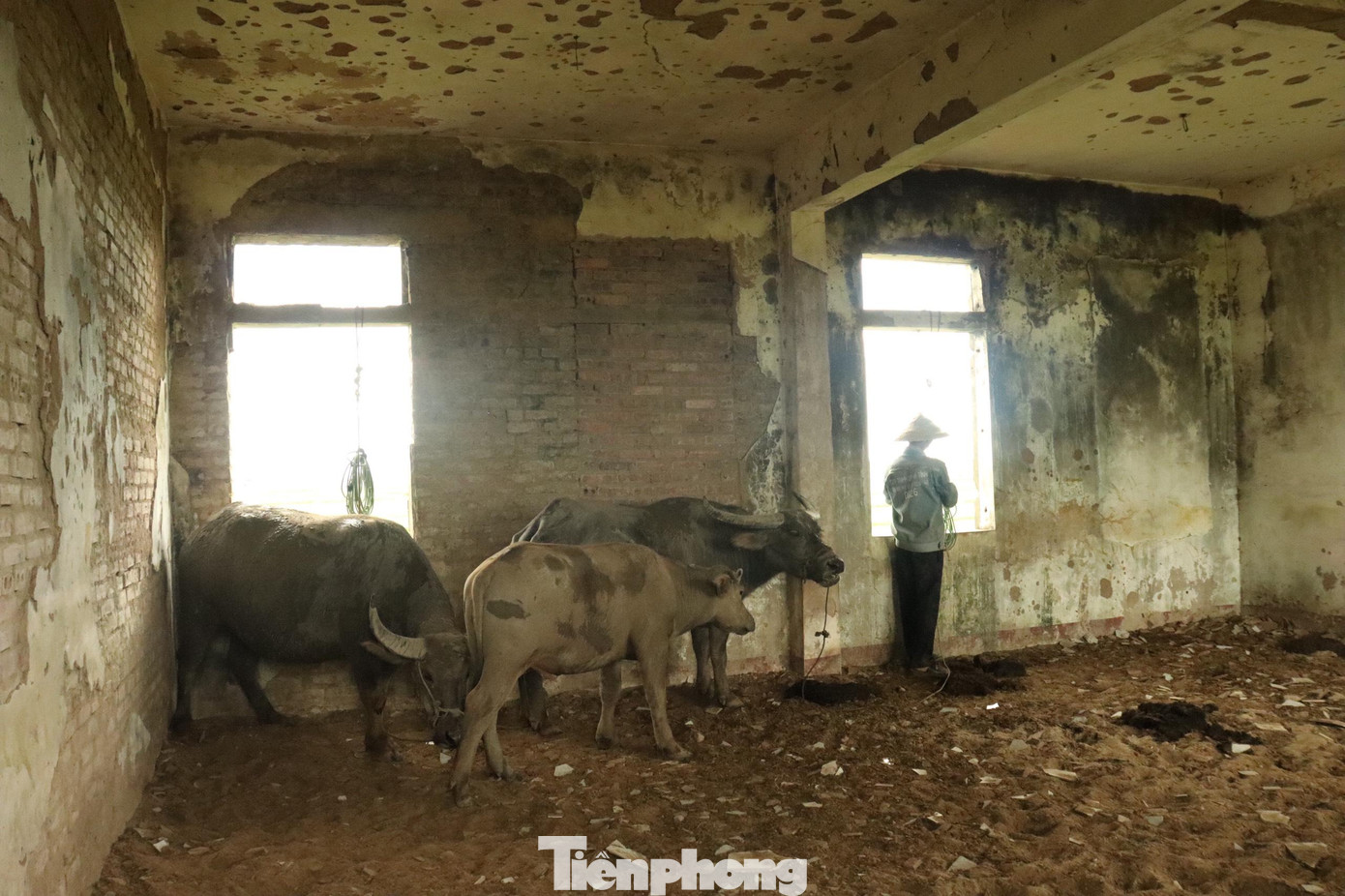 Trao đổi với Tiền Phong, ông Nguyễn Văn Hướng-Chủ tịch UBND xã Việt Tiến cho biết: “Công trình trường THPT Mai Kính nằm trên địa bàn của địa phương bị bỏ hoang lâu năm nhìn rất phản cảm. Diện tích đất này trước đó được một công ty mượn để sản xuất, nhưng được một thời gian rồi cũng ngừng".