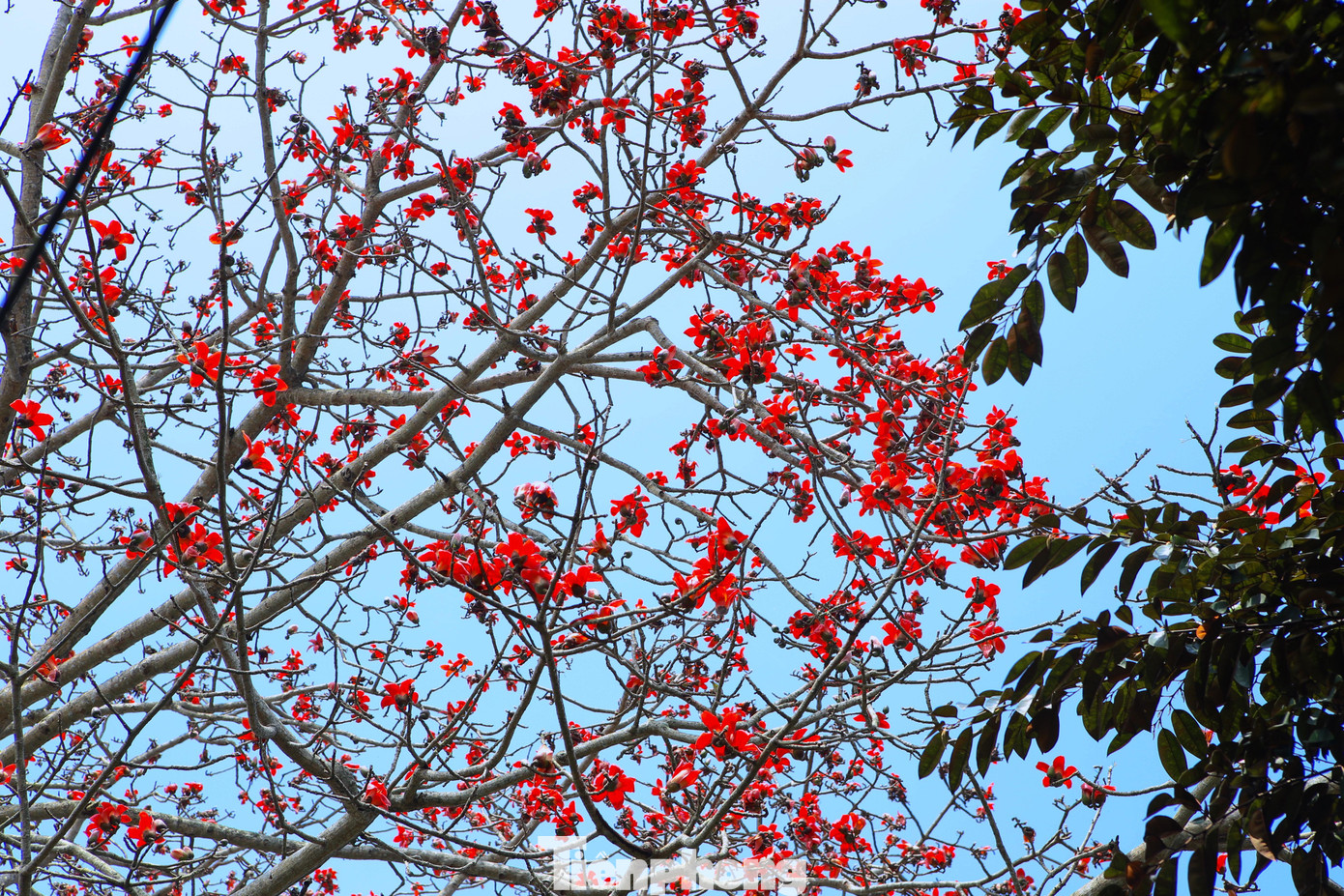 Màu đỏ rực rỡ của hoa gạo càng trở nên nổi bật trên nền trời xanh.