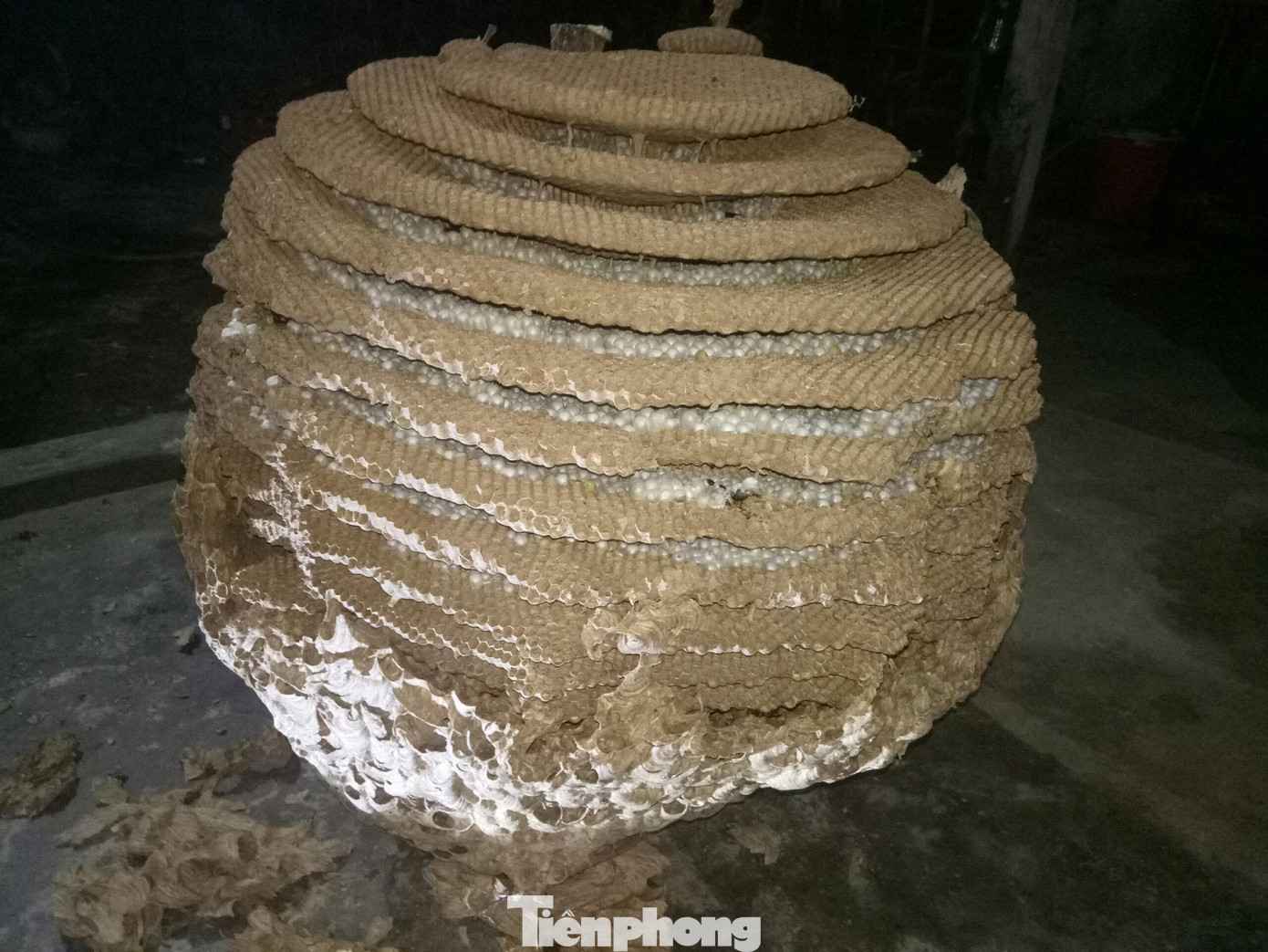 Tổ ong lớn nhất từ trước tới nay được anh Dũng bóc tách vỏ bên ngoài rồi chia thành từng tầng bán cho người dân. Tổ ong lớn nhất từ trước tới nay được anh Dũng bóc tách vỏ bên ngoài rồi chia thành từng tầng bán cho người dân.