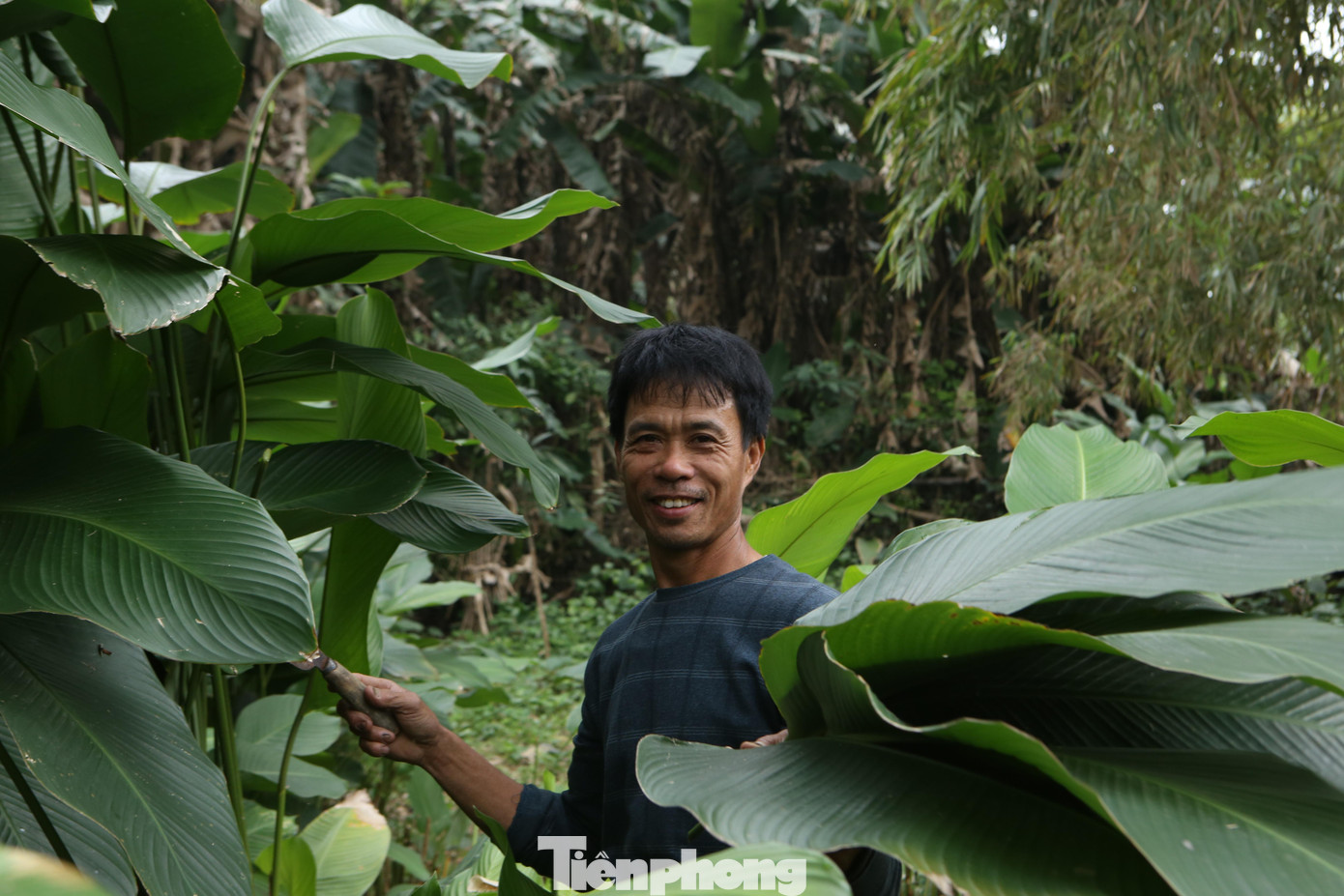 Gia đình anh Trần Văn Kiên trú thôn Vĩnh Phúc có hơn 500m3 diện tích trồng lá dong. Năm nay thời tiết thuận lợi nên lá dong đẹp, ít sâu bệnh. Những ngày này anh cùng vợ tranh thủ thu hoạch lá dong của gia đình, sau đó thu mua thêm của những người dân xung quanh để bán cho các điểm gói bánh, chợ đầu mối. Giá lá dong được bán từ 50-60 ngàn đồng/100 lá. Mỗi ngày dịp này anh Kiên cắt hơn 20.000 lá dong.