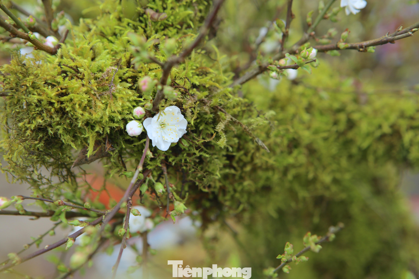 Hoa nhất chi mai màu trắng, là biểu tượng cốt cách người quân tử, lại vừa mang bóng dáng thiếu nữ "mình hạc sương mai".