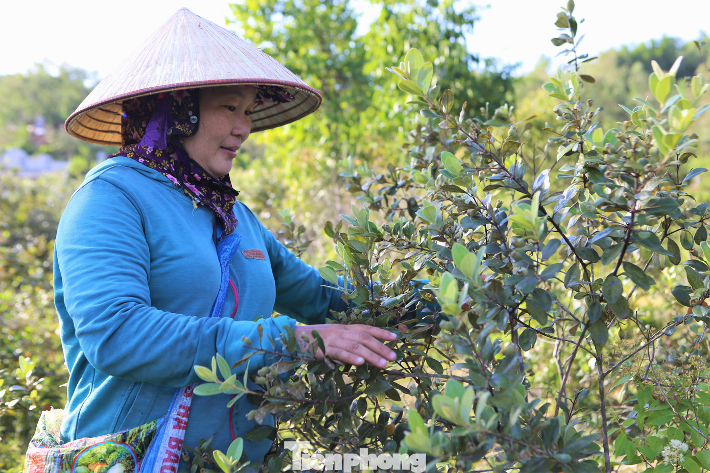 Chị Nguyễn Thị Thơm (trú xã Đồng Lộc, huyện Can Lộc) cho biết, sim chín rộ nhất khi thời tiết có mưa. Mấy ngày này nắng, sim chín bói, vị ngọt không đậm, hơi chát. Chị lên đồi hái sim từ đầu mùa đến nay, mỗi ngày thu hoạch được từ 4-5kg.