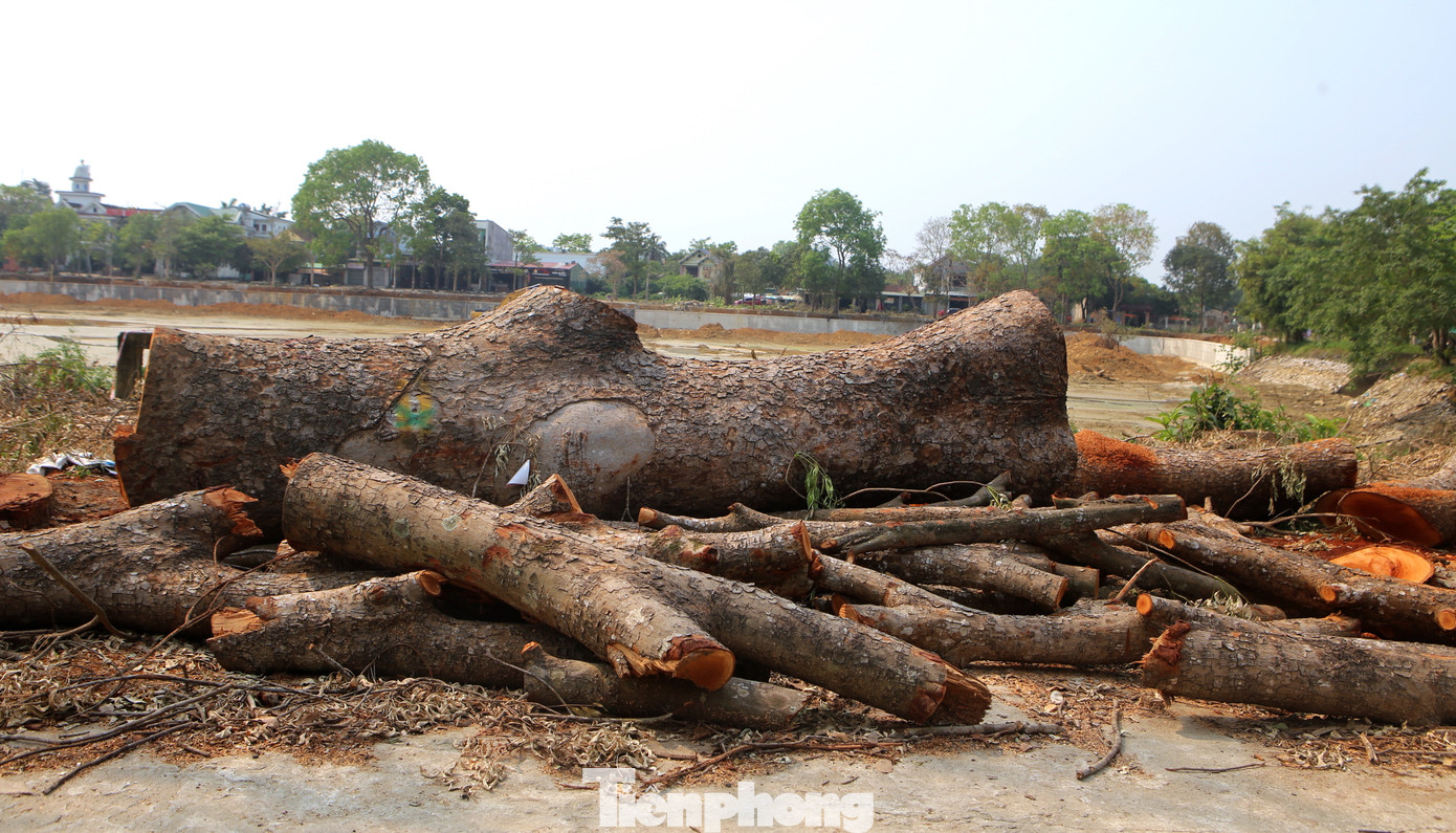Nhiều người băn khoăn việc kiểm đếm, thanh lý số cây này sẽ được xử lý thế nào?