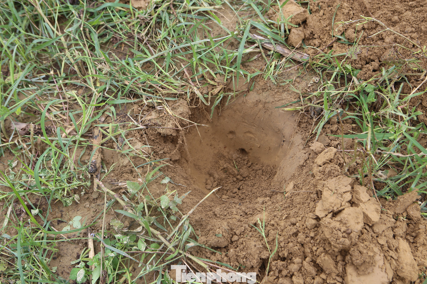 Hang dế không khó phát hiện, nhưng phải có kinh nghiệm mới phân biệt được. Hang dế là nơi có đất mới ụ lên, miệng hang đang bị bịt lại với kích thước to bằng đồng tiền xu...