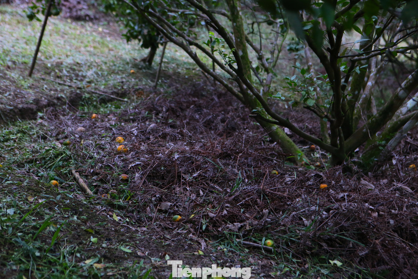 Nhiều cây cam cũng bị sâu bọ tấn công, quả rụng đầy gốc.