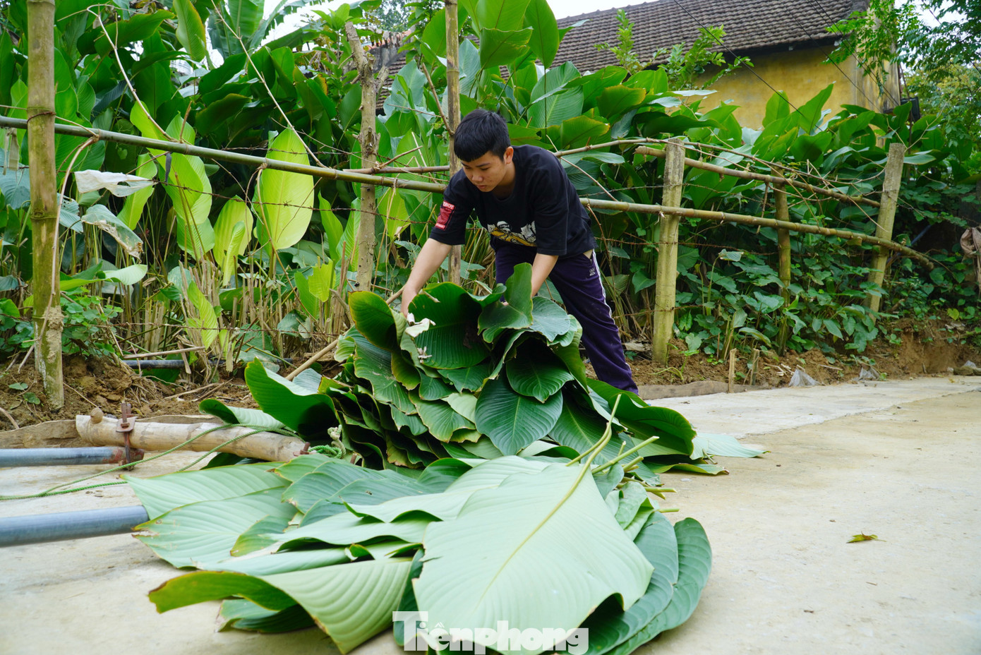 Từ khoảng giữa tháng 12 (ÂL) việc thu hái lá dong được người dân làm tất bật hơn. Vì đây là thời điểm các thương lái đổ xô về các nhà dân để thu mua rất đông.