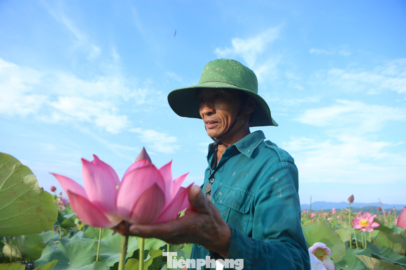 Người nông dân ướt đẫm mồ hôi khi thu hoạch đài sen giữa ruộng sen lớn. Thu hoạch đài sen từ tháng 5 đến tháng 8, còn thời điểm nở hoa từ tháng 2 đến tháng 7.