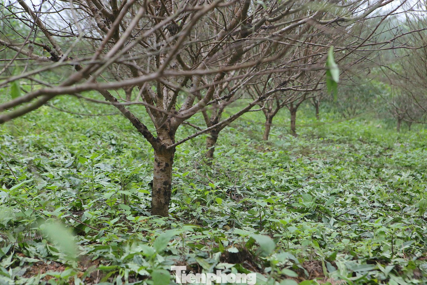 Và việc tuốt lá đào phải được thực hiện đúng thời gian để đào có thể nảy lộc, bung chồi và cho ra những lứa hoa to, đẹp vào dịp Tết Nguyên đán. Và việc tuốt lá đào phải được thực hiện đúng thời gian để đào có thể nảy lộc, bung chồi và cho ra những lứa hoa to, đẹp vào dịp Tết Nguyên đán.