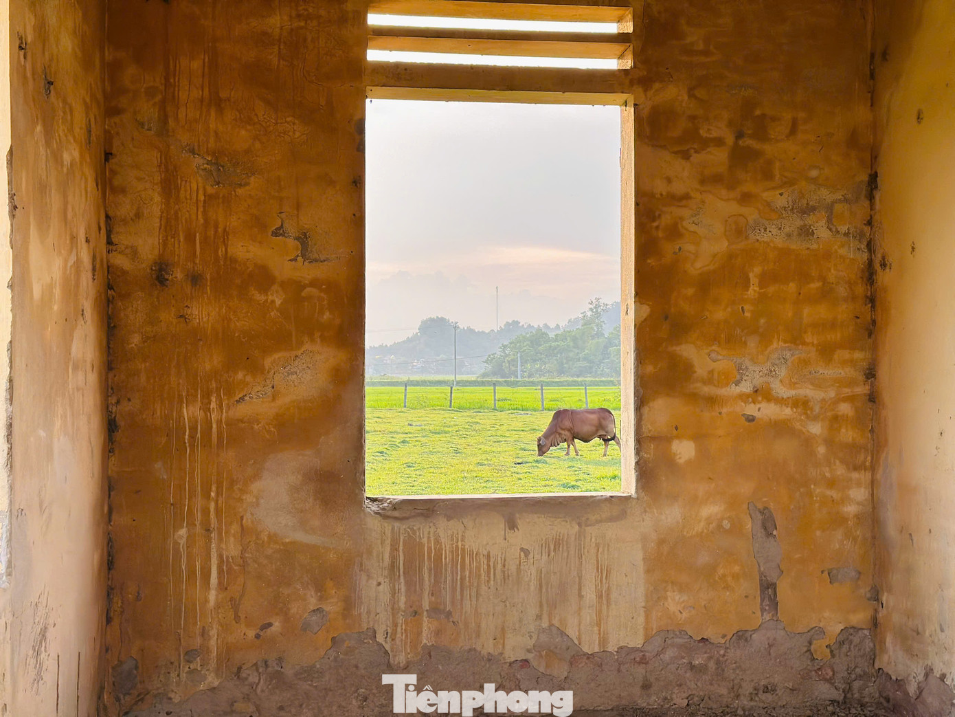 Mái nhà sau thời gian dài xây dựng đã xuống cấp, nền nhà bong tróc, trở thành nơi chăn thả trâu bò.