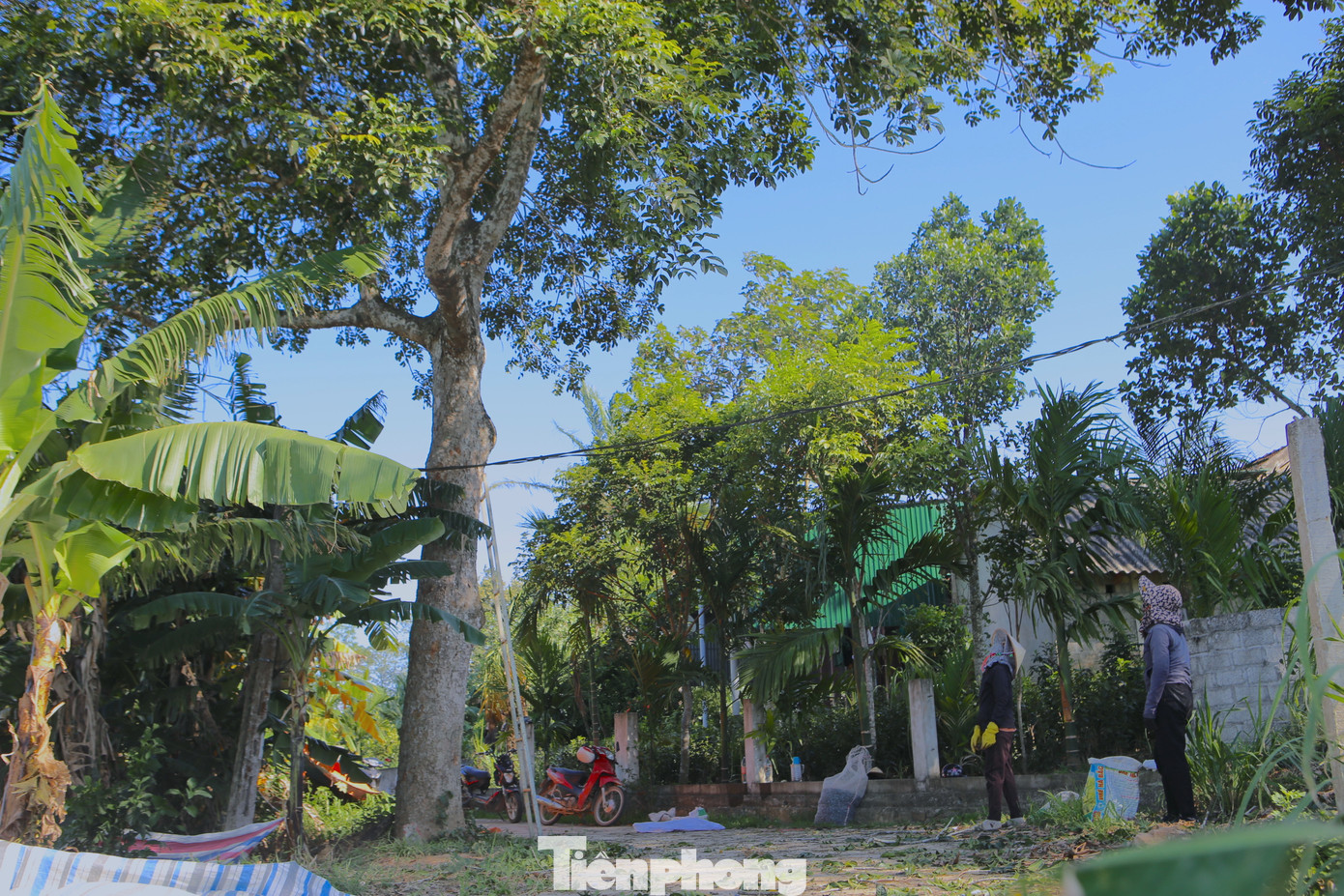 Gia đình ông Hạnh (xã Sơn Giang) có hai gốc trám tuổi đời hàng chục năm. Hai gốc này đã được thương lái mua với giá 14 triệu đồng. Trong ảnh, người mua đến tại gốc cây để thu hái.