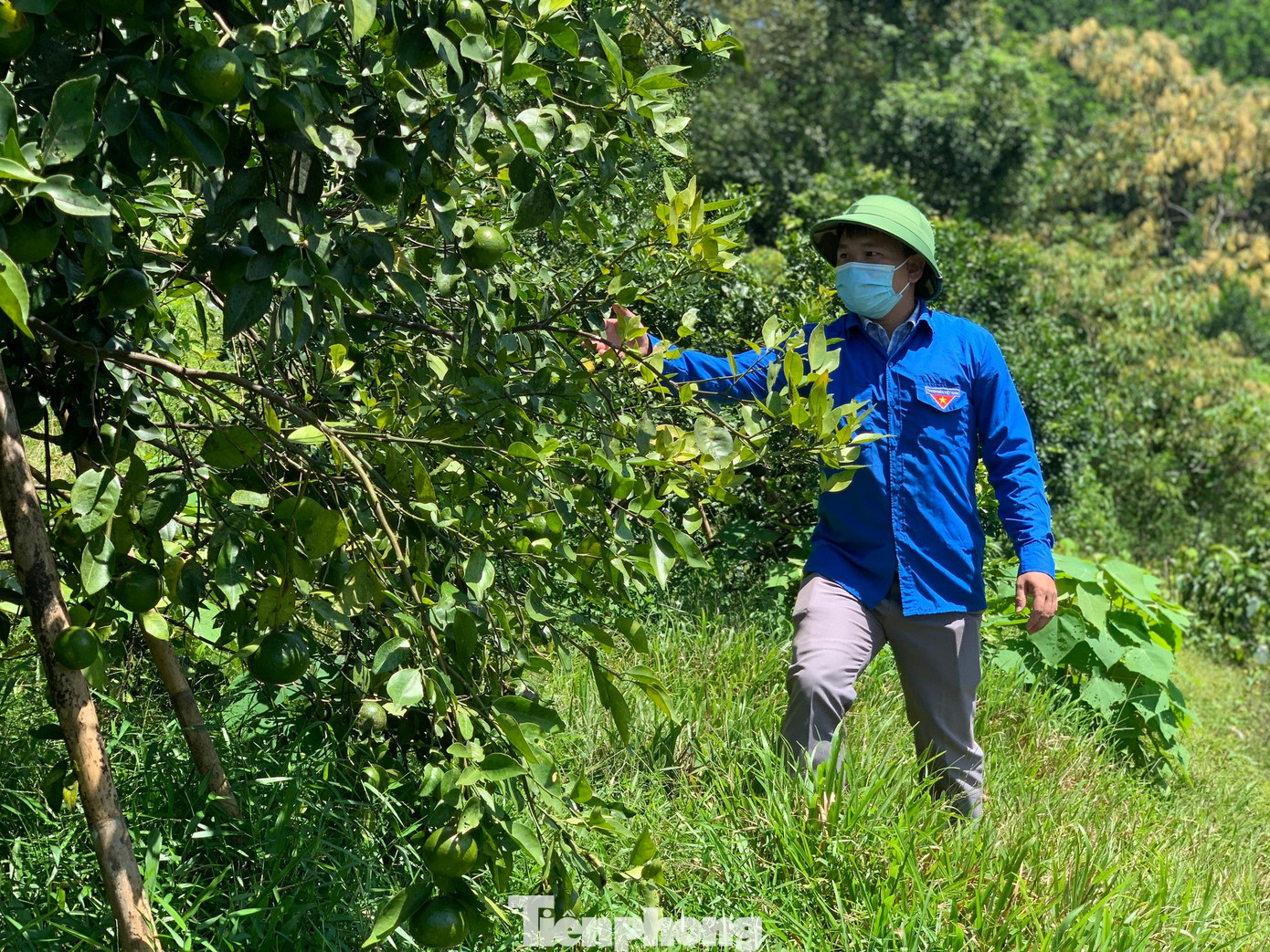 Anh Tuân trồng mô hình cam sạch, chủ yếu tận dụng chất thải gia súc, hạn chế phân bón hoá học và thuốc trừ sâu.