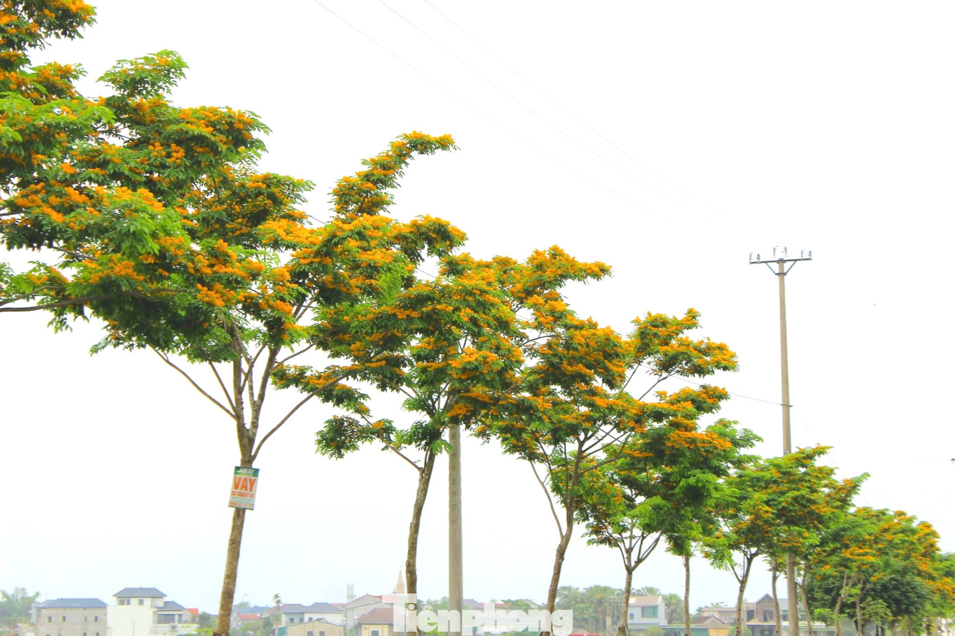 Cây giáng hương có tên khoa học là Pterocarpus macrocarpus Kurz, thuộc họ thực vật Fabaceae. Trên các con đường, những cành cây giáng hương cũng bắt đầu thay áo mới bằng những chùm bông hoa vàng rực rỡ.