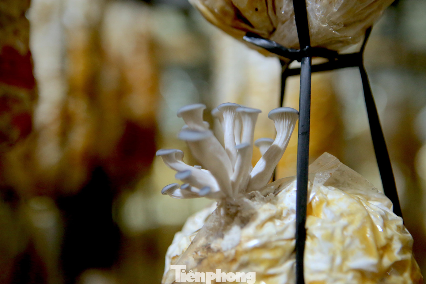 Ông Tạo cho biết thêm, hiện tại đang tăng quy mô sản xuất thêm 1 vạn phôi nấm sò, nấm mộc nhĩ, nấm linh chi nhằm phục vụ nhu cầu khách hàng vào dịp Tết.