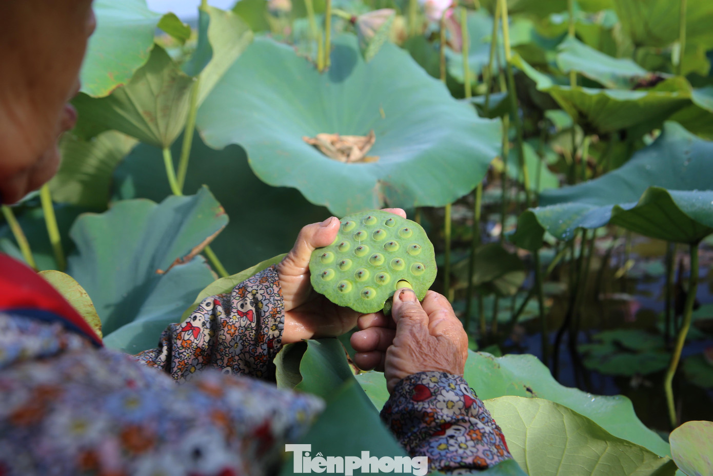 Việc hái đài sen cũng yêu cầu người hái phải có kỹ thuật, hái đài vừa đủ độ, nếu qúa non hay quá già thương lái sẽ trả giá thấp hơn, thậm chí không mua. Vì thế việc lựa chọn hái sen người dân làm rất kỹ càng.