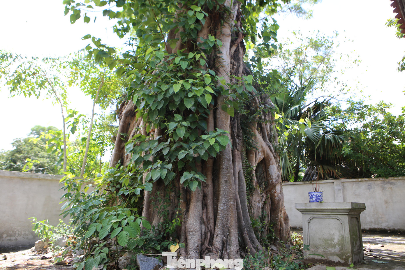 Tháp am được chia thành 3 tầng và hai cửa tháp. Tháp được xây bằng gạch vồ, theo hình chóp. Cửa vào đỉnh tháp nay đã bị rễ cây bồ đề bao phủ.