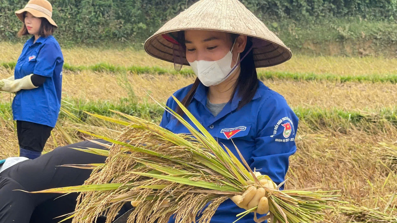 Trong màu áo xanh tình nguyện lấm lem bùn đất, nhiều bạn trẻ tại huyện Hương Khê đã dầm mình dưới nắng, xắn quần lội bùn, gặt từng nắm lúa nằm rạp.