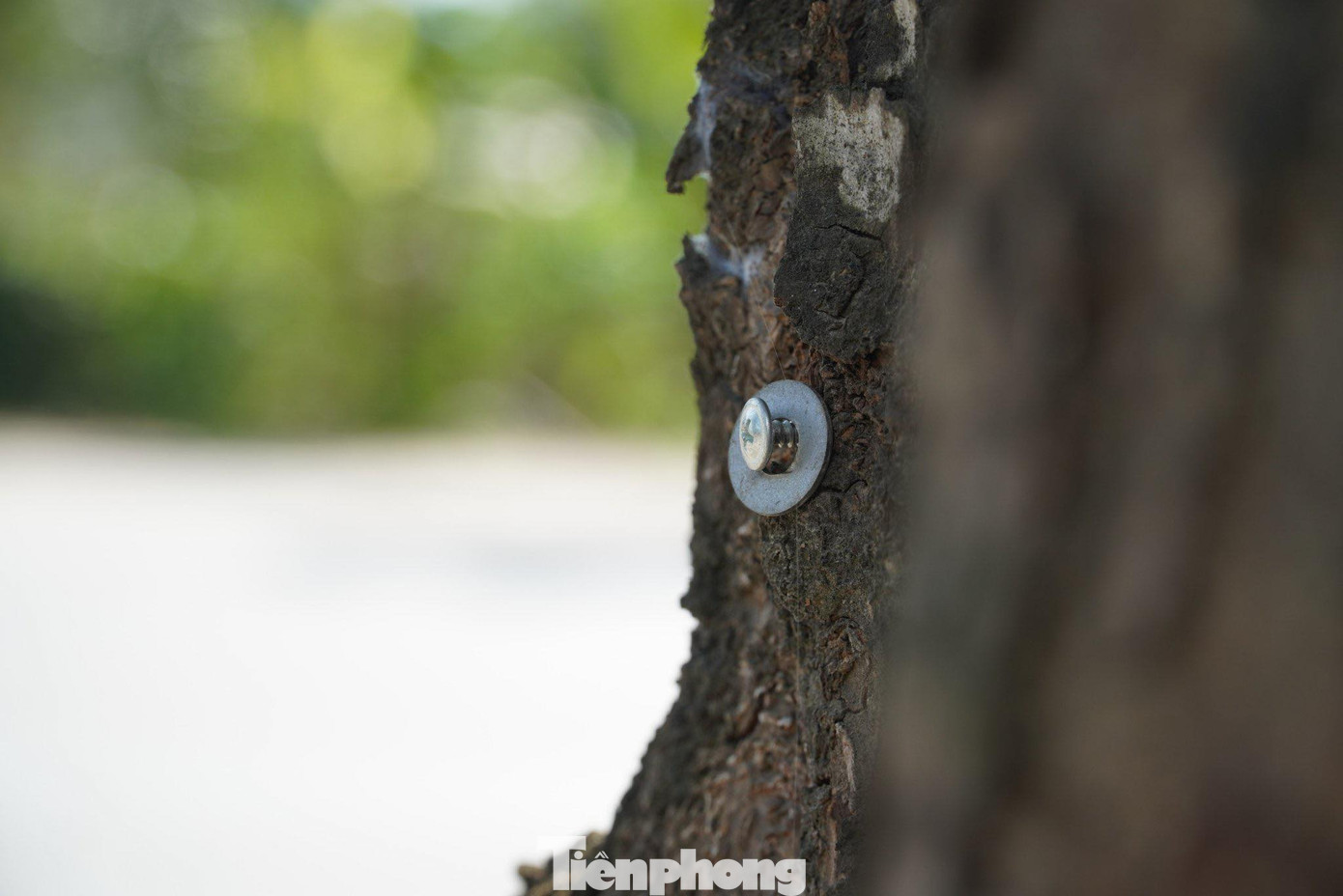 Những chiếc đinh cỡ lớn được đóng vào gốc cây để gắn biển quảng cáo hoặc căng bạt bán hàng.