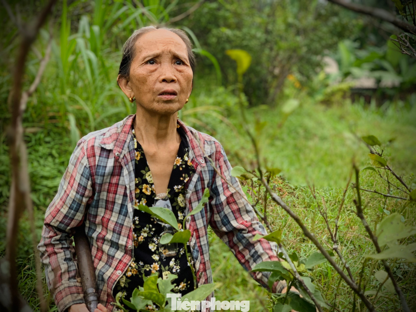 “Để có vườn cam cho thu hoạch được người dân phải mất ít nhất 3 năm trồng và chăm sóc. Phân bón mấy năm nay tăng cao, giờ cam chết thiệt hại rất lớn đối với người dân. Mỗi hộ trồng ít thiệt hại vài chục đến trăm, nhưng có những trang trại mất tiền tỷ”, bà Mai trải lòng.