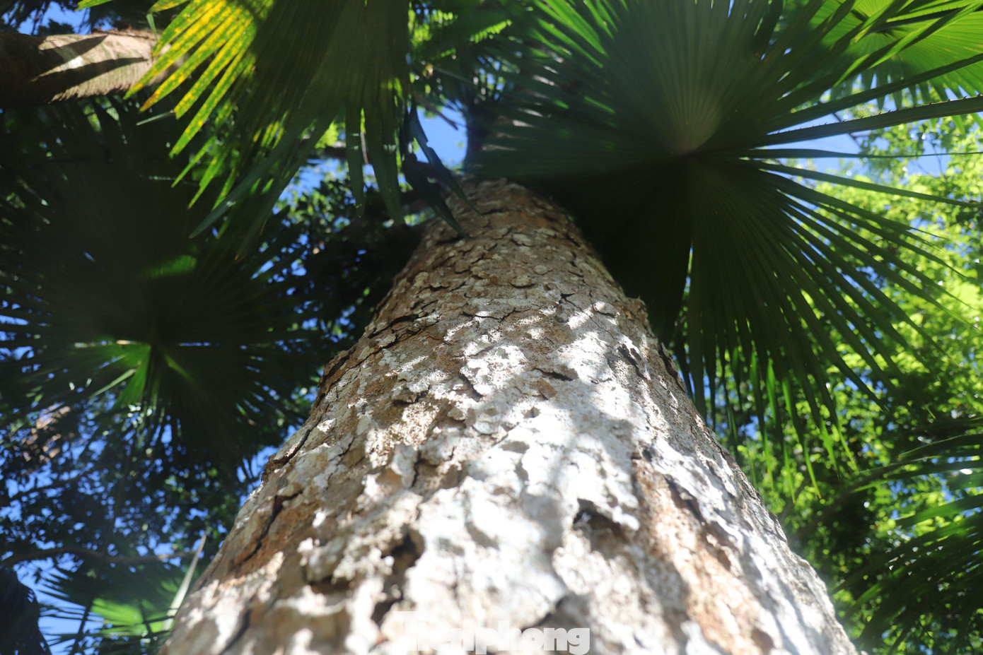 Trước đây cây trám đen thường chỉ được trồng để lấy gỗ hoặc lấy quả làm thực phẩm dân dã cho bữa ăn hằng ngày ở nông thôn, nhưng nay trở lại loại quả đặc sản và cho thu nhập cao.