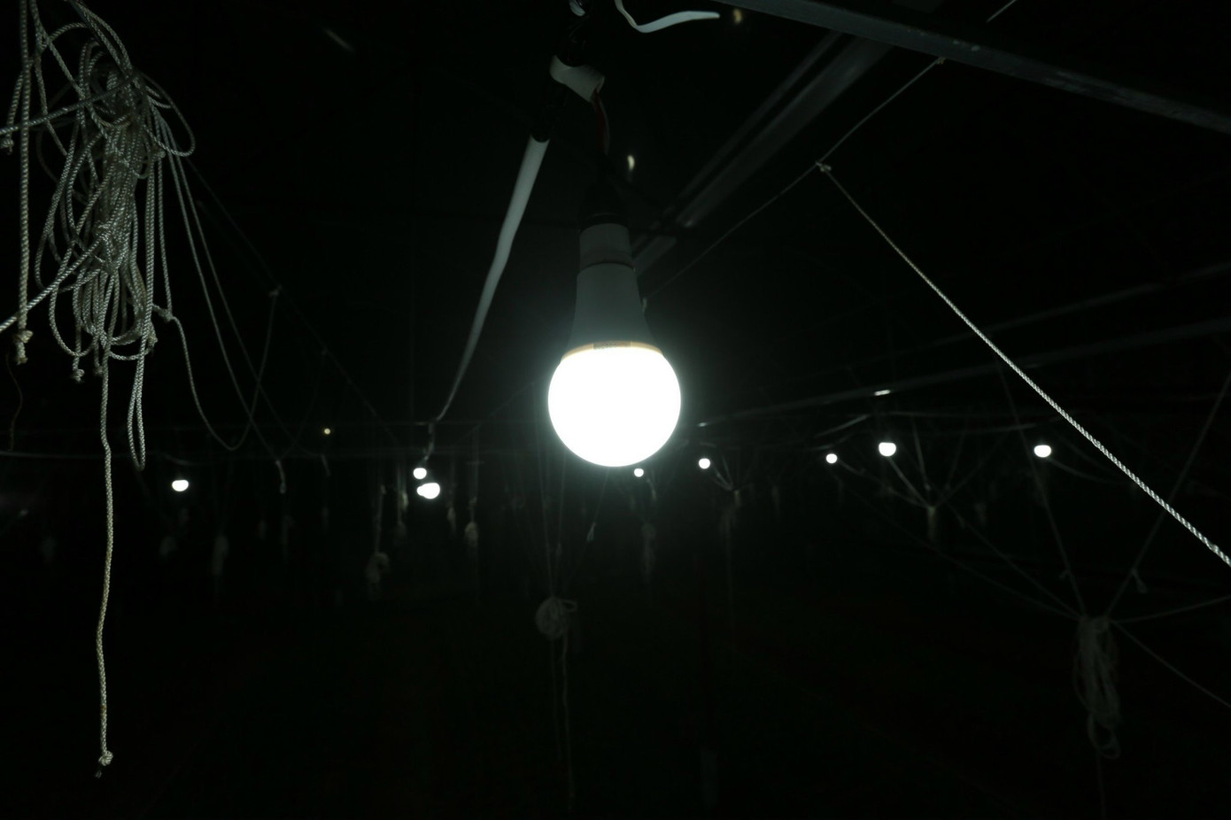 Theo kinh nghiệm của các hộ trồng hoa để điều tiết sinh trưởng cho hoa cúc, họ sử dụng các bóng đèn huỳnh quang loại nhỏ công suất từ 15 đến 20W.