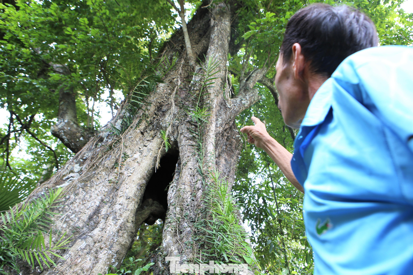 Gốc thị này nằm trong khu vườn của gia đình bà Trần Thị Nhuận, tại xóm Kim Sơn, xã Sơn Phúc, nay là xã Kim Hoa, huyện Hương Sơn, tỉnh Hà Tĩnh. Cây có chiều cao khoảng 40m, đường kính kích thước khoảng 12m. Gốc cây sần sùi, rêu xanh bám quanh. Phía dưới gốc cây cổ thụ, người dân trong vùng lập bàn thờ, đặt tên là “Gốc thị sử tích”.
