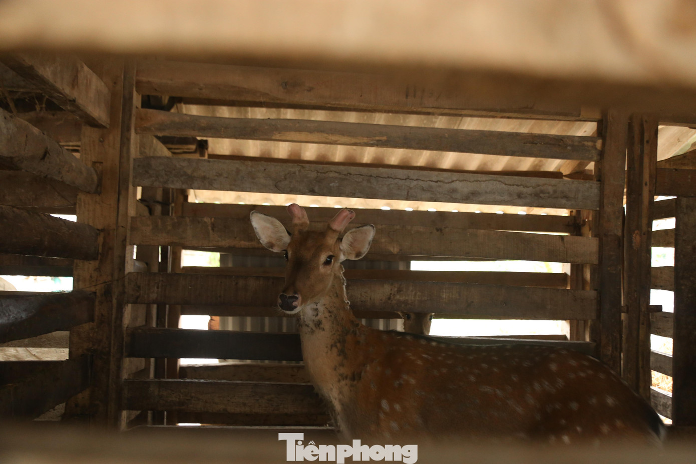 Thông thường hươu con sau khi sinh ra đến khi lên chóc (lứa đầu) là khoảng 8 tháng. Sau khi cắt nhung thường khoảng hơn 5 tháng sau thì có lứa nhung trái nhưng nhỏ hơn.