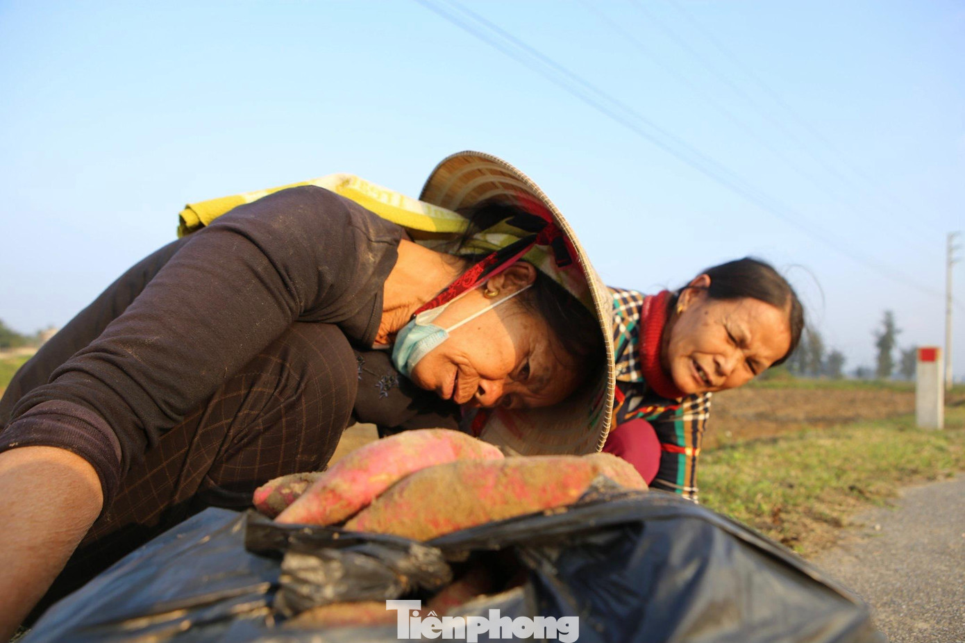 Hiện tại giá khoai lang bán tại đồng dao động từ 12-17 ngàn đồng/kg. Nhờ trồng khoai, nhiiều người dân được hàng chục triệu đồng mùa vụ này.