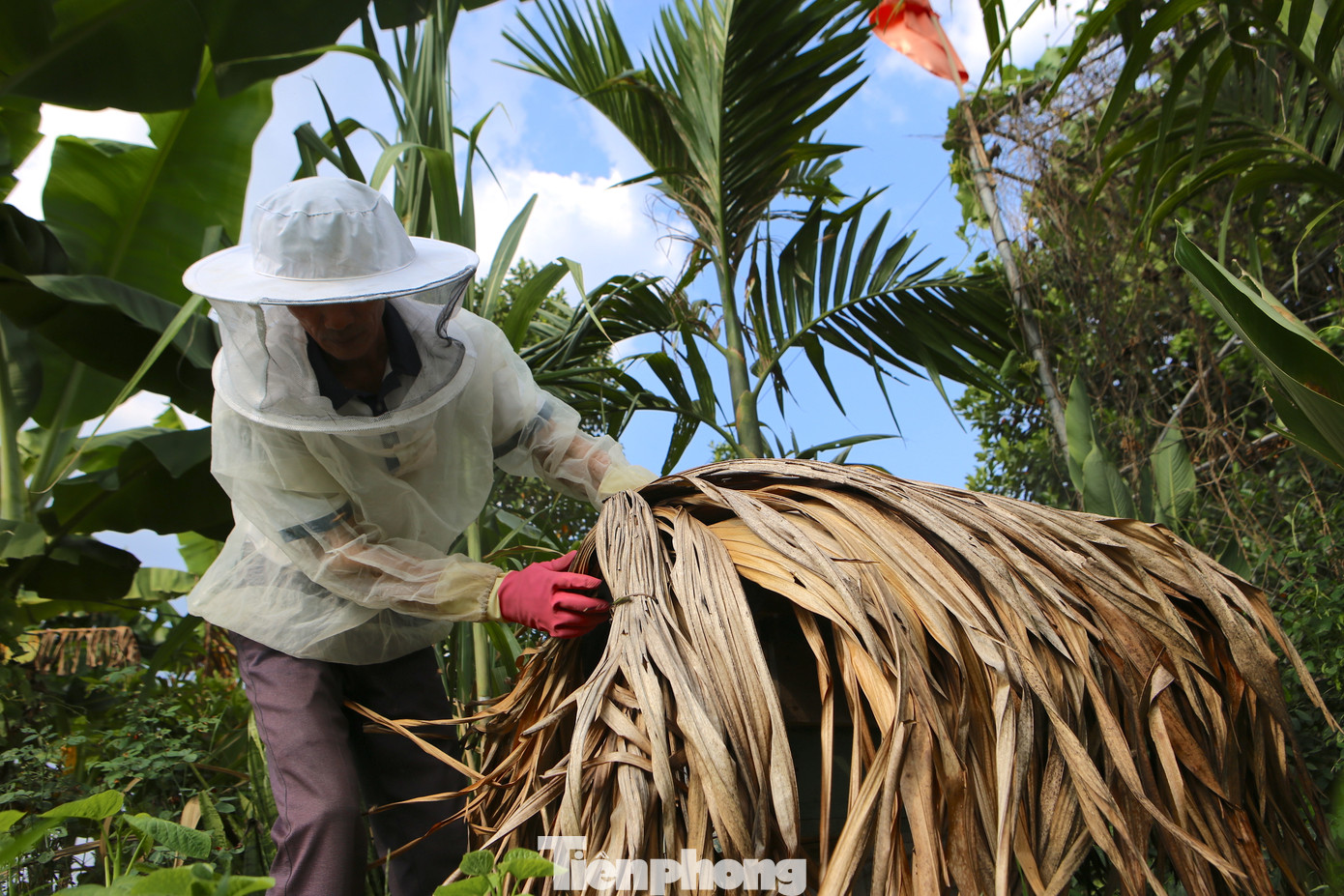 Để tránh nắng nóng trong mùa hè và gió lùa vào mùa đông, người dân dùng những lá cọ đặt phía trên hộp nuôi ong để đảm bảo nơi ở không bị ảnh hưởng. Để tránh nắng nóng trong mùa hè và gió lùa vào mùa đông, người dân dùng những lá cọ đặt phía trên hộp nuôi ong để đảm bảo nơi ở không bị ảnh hưởng.