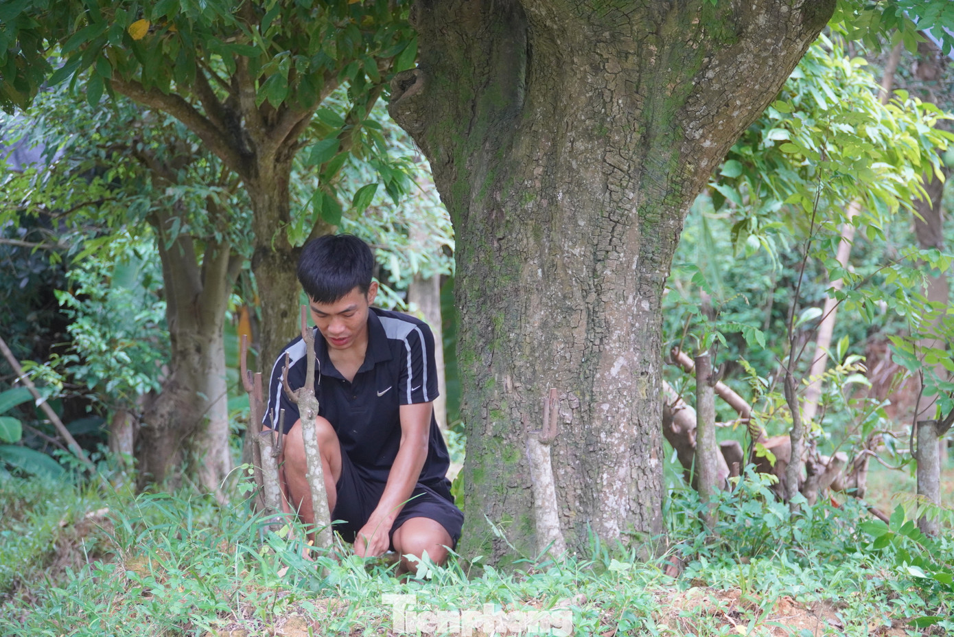 Trong ảnh là cây khế khoảng 100 năm tuổi đang được anh Nhật chăm bón, tạo dáng tại vườn.