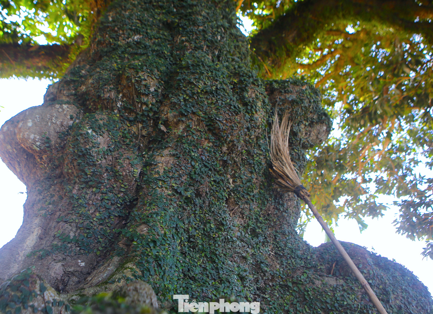 Cây có chiều cao khoảng 27m, phần tán rộng 30m. Đặc biệt, phần thân cây có rất nhiều ụ nổi, lớp vỏ sần sùi, rêu xanh phủ kín từ gốc đến cành cây.