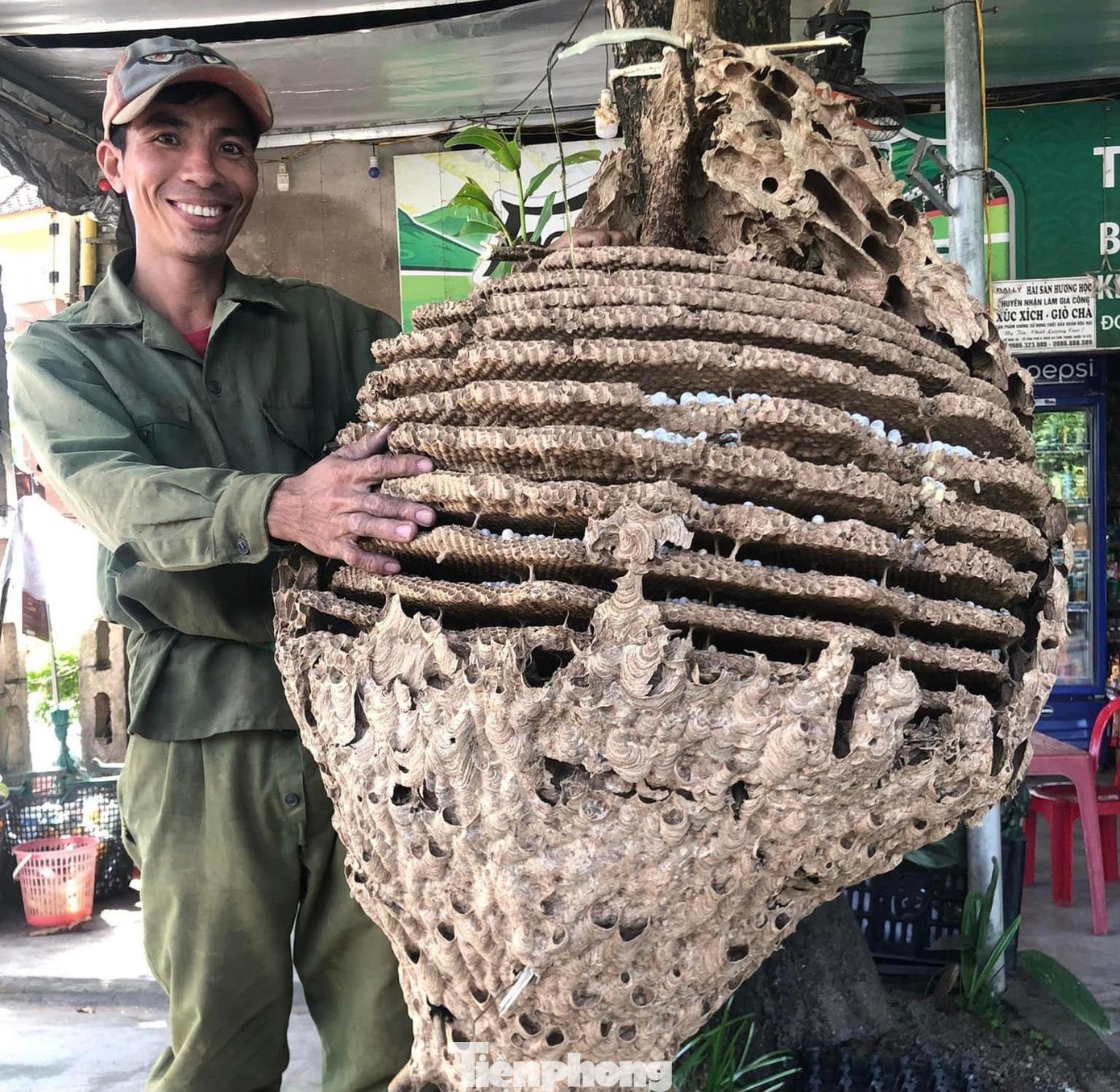 Nhiều người cũng rất bất ngờ khi tận mắt thấy tổ ong lớn. Nhiều người cũng rất bất ngờ khi tận mắt thấy tổ ong lớn.