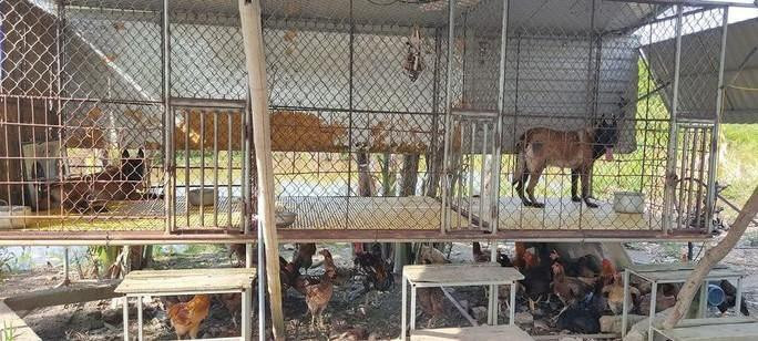 Khu vực nuôi chó huấn luyện tại trang trại nhằm qua mắt lực lượng chức năng. Khu vực nuôi chó huấn luyện tại trang trại nhằm qua mắt lực lượng chức năng.