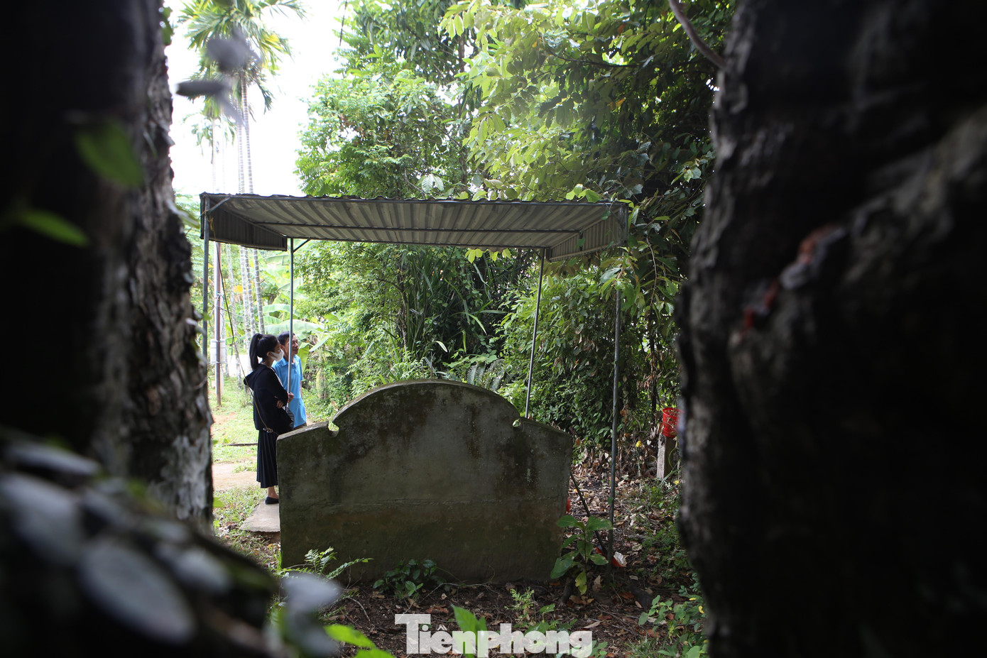 Người dân coi gốc thị như một "bảo bối" bảo vệ họ, bảo vệ mảnh đất họ đang an cư lạc nghiệp.