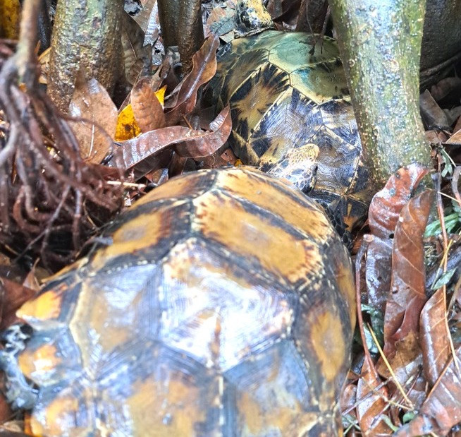 Hai cá thể rùa núi viền nằm trong danh mục động vật rừng nguy cấp, quý. Hai cá thể rùa núi viền nằm trong danh mục động vật rừng nguy cấp, quý.