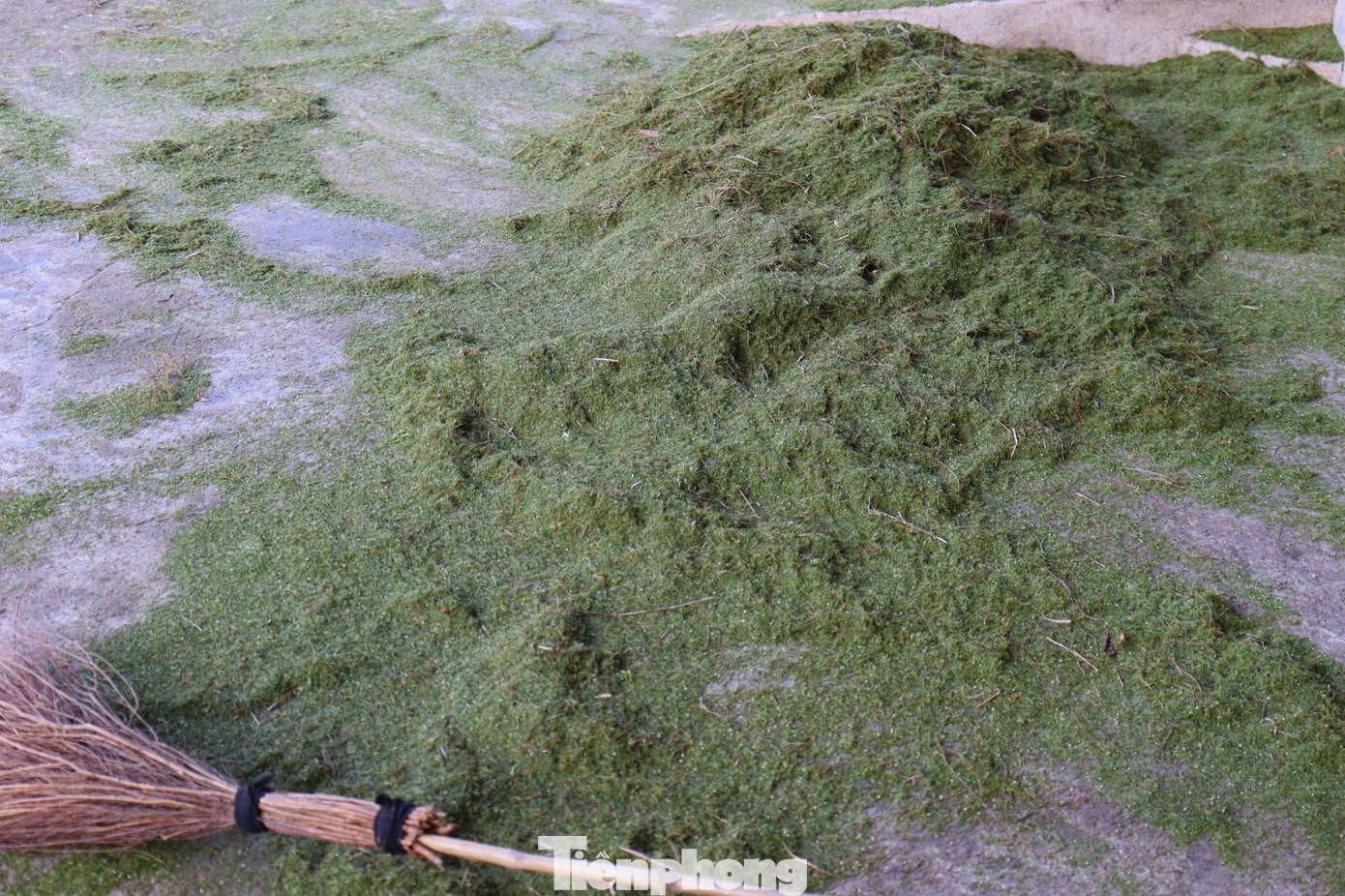 Bên cạnh thân trện thì lá trện cũng tạo ra thu nhập. Vì lá trện rất thơm là bài thuốc dân gian nên được bán để làm dầu. Lá trện thường đóng lại thành từng bì bán với giá 70 ngàn đồng/bì.