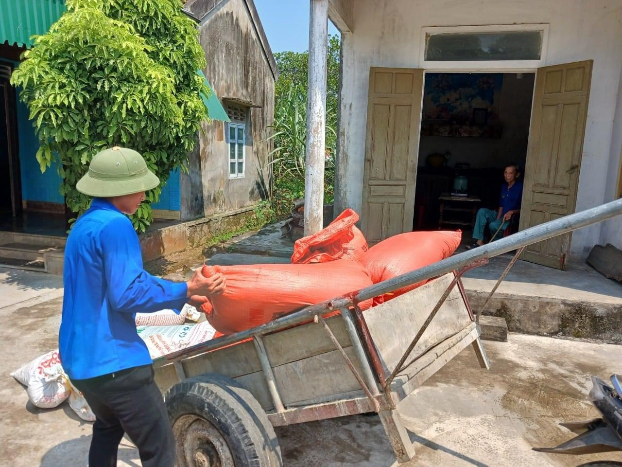 Lúa sau khi được thu hoạch, lực lượng thanh niên vận chuyển về tận nhà giúp người dân.