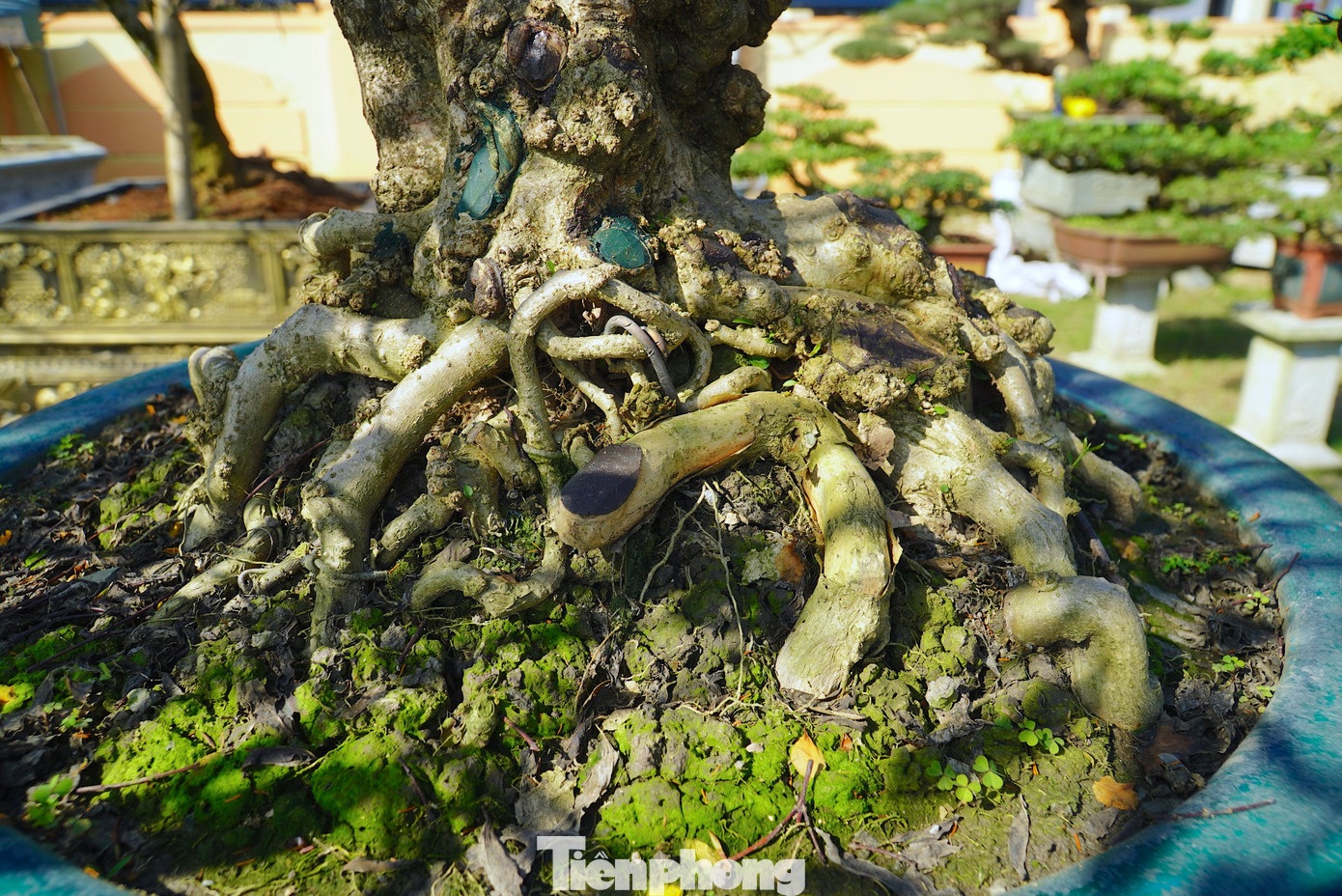 Cây có lá xanh mướt quanh năm, lá thuôn dài và mọc đối xứng. Gốc cây tùng La Hán càng nhiều năm thì gốc cây càng xù xì và cổ kính hơn.