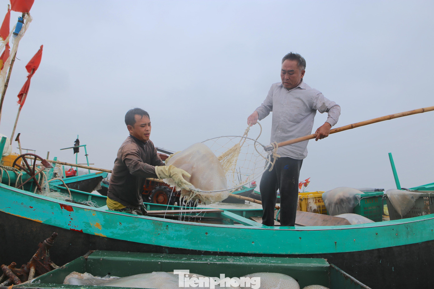 Theo ngư dân xã Thạch Văn, mùa khai thác sứa biển năm nay đến sớm hơn so với năm trước. Ngư dân thường chỉ đưa thuyền ra vùng biển cách bờ khoảng 2-3 hải lý là có thể khai thác được hàng tấn sứa mỗi ngày.