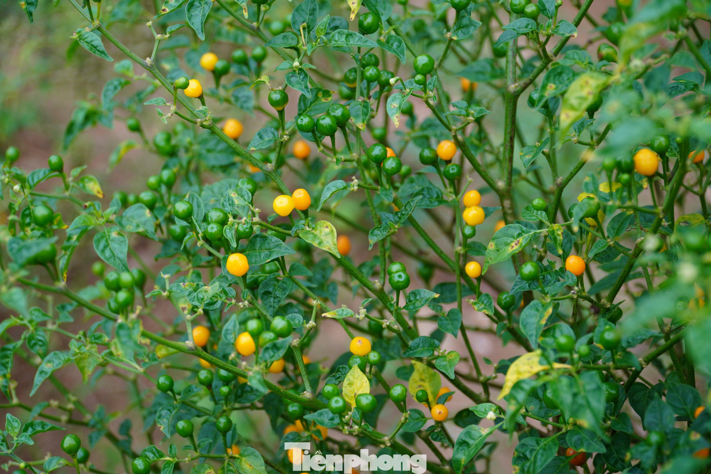 Nhận thấy loại ớt Aji Charapita (hay còn gọi là ớt Peru) có giá trị cao, năm 2019 anh Lê Sỹ Tân (40 tuổi, quê xã Thiên Lộc, huyện Can Lộc, Hà Tĩnh) đã hợp tác cùng ông Trương Văn Thủy (54 tuổi) ươm, trồng tại quê nhà.