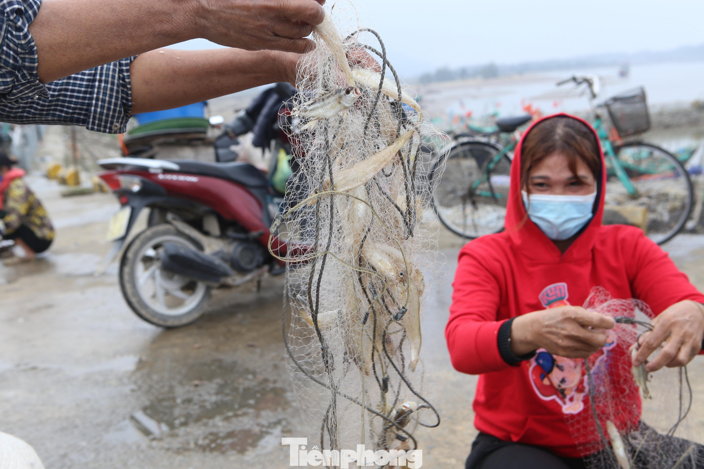 Thông thường, những ngày này mỗi thuyền ra khơi săn cá đục may mắn ngư dân có thể thu được tiền triệu chỉ trong 1 buổi.