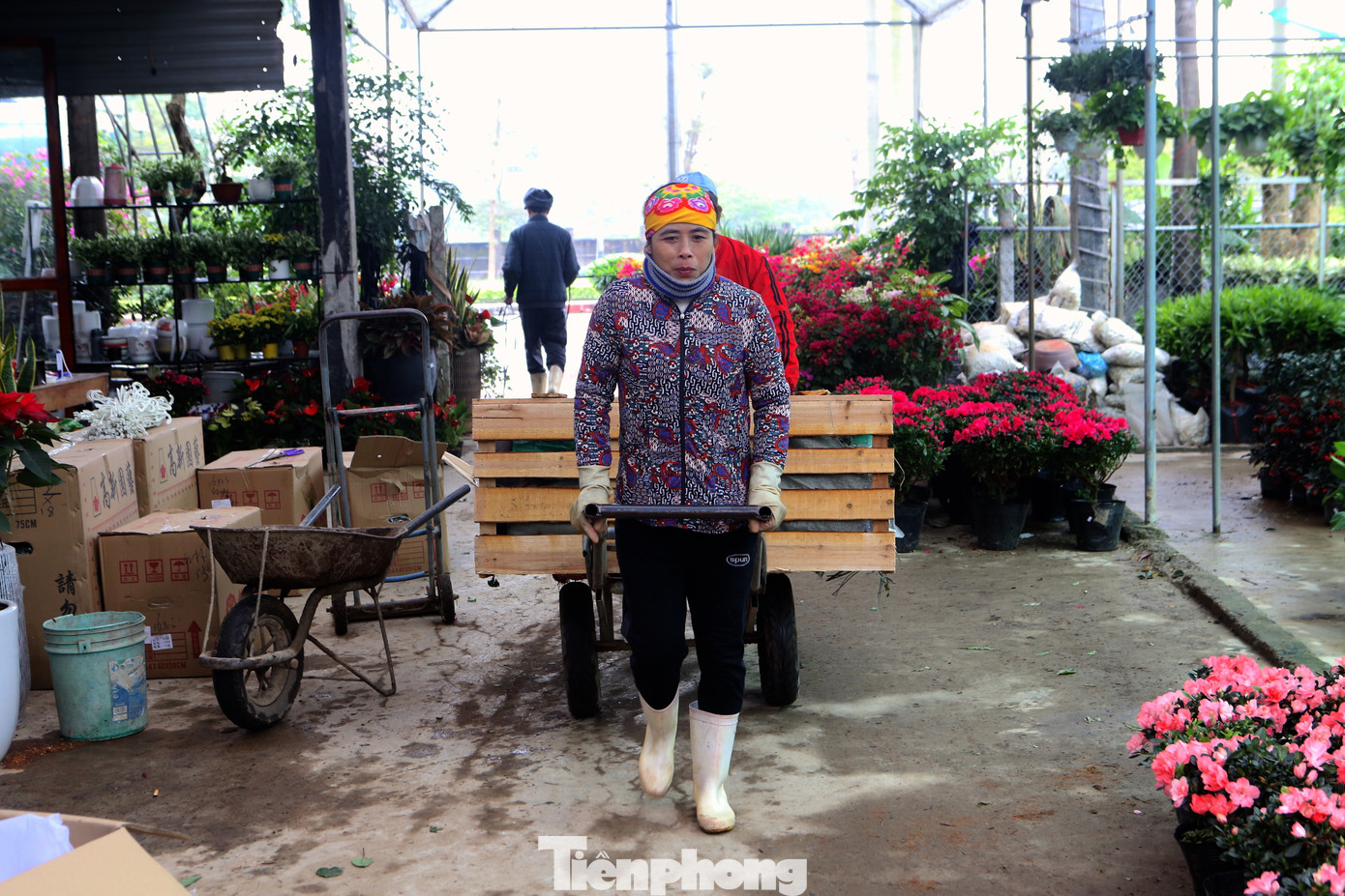 Ngoài những công việc nặng như vận chuyển chậu cây cảnh, họ còn được thuê trồng hoa, dọn dẹp vỉa hè để trưng bày hàng Tết.