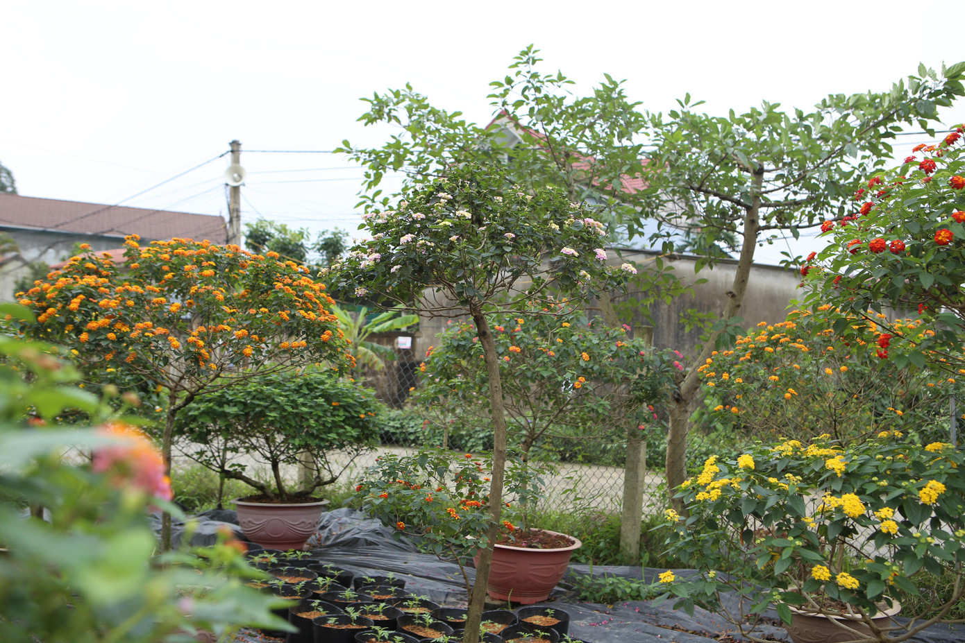 Hoa ngũ sắc nở quanh năm, để hoa nở nhiều và dáng đẹp, anh Ngà lên các vùng núi Thạch Điền (huyện Thạch Hà) và các xã ven núi của huyện Hương Khê để đào gốc. Sau khi có gốc, anh phải dùng phôi hoa ở Thái Lan để về ghép bonsai.