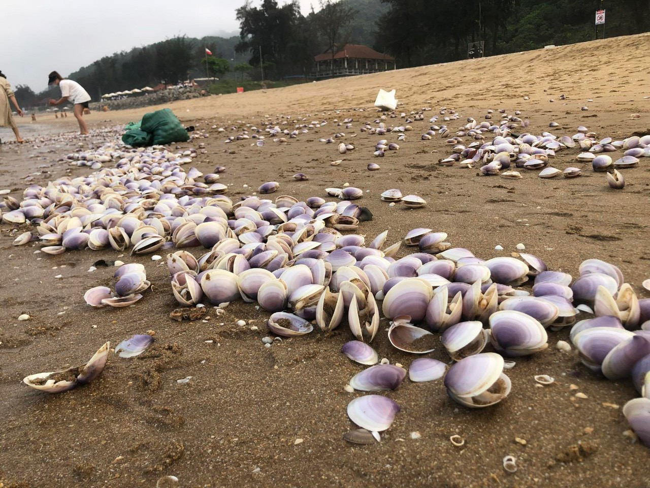 Nhiều người dân đổ xô ra thu gom ngao.