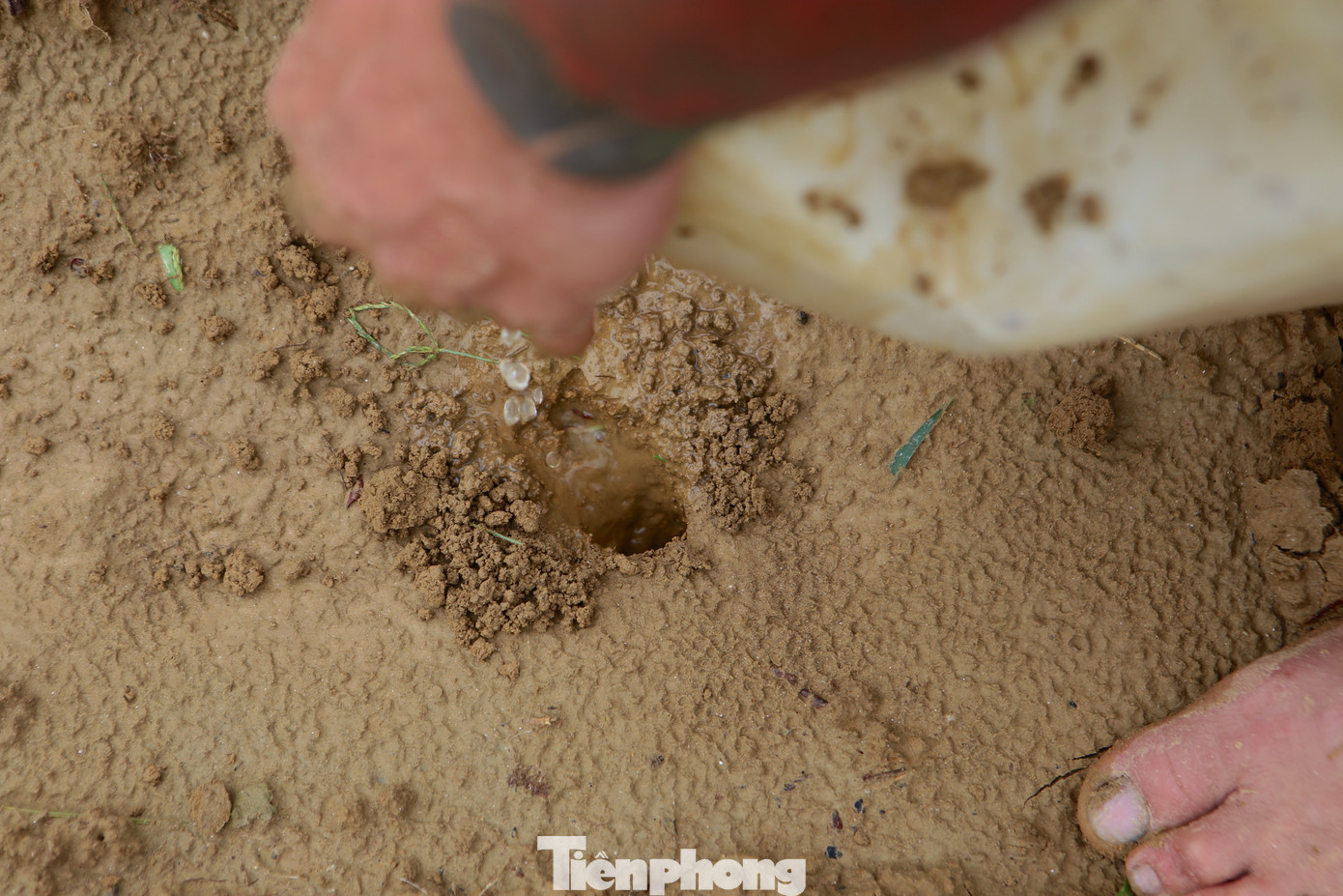 Việc đào hang bằng tay cũng rất nguy hiểm, có khi trong hang không phải những chú dế mà là rắn, rết. Vì thế những người có kinh nghiệm họ mới phân biệt được đâu là hang dế. Trong ảnh người dân dùng nước đổ vào hang dế...