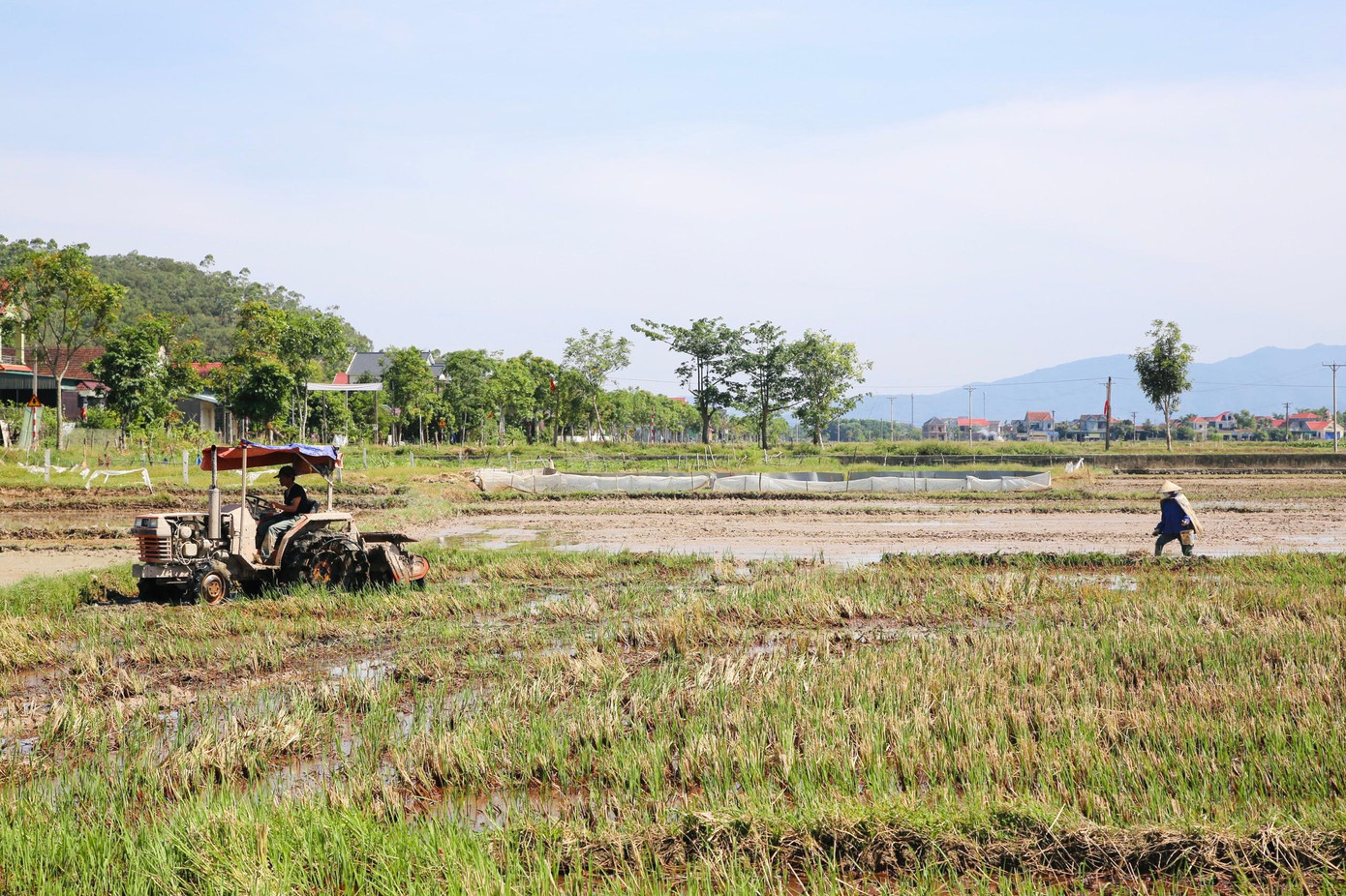 Ghi nhận tại huyện Can Lộc, do nắng nóng nên 9h sáng, trên cánh đồng chỉ có lác đác một vài hộ dân làm việc. Người nông dân mang áo tơi xuống ruộng cấy lúa.